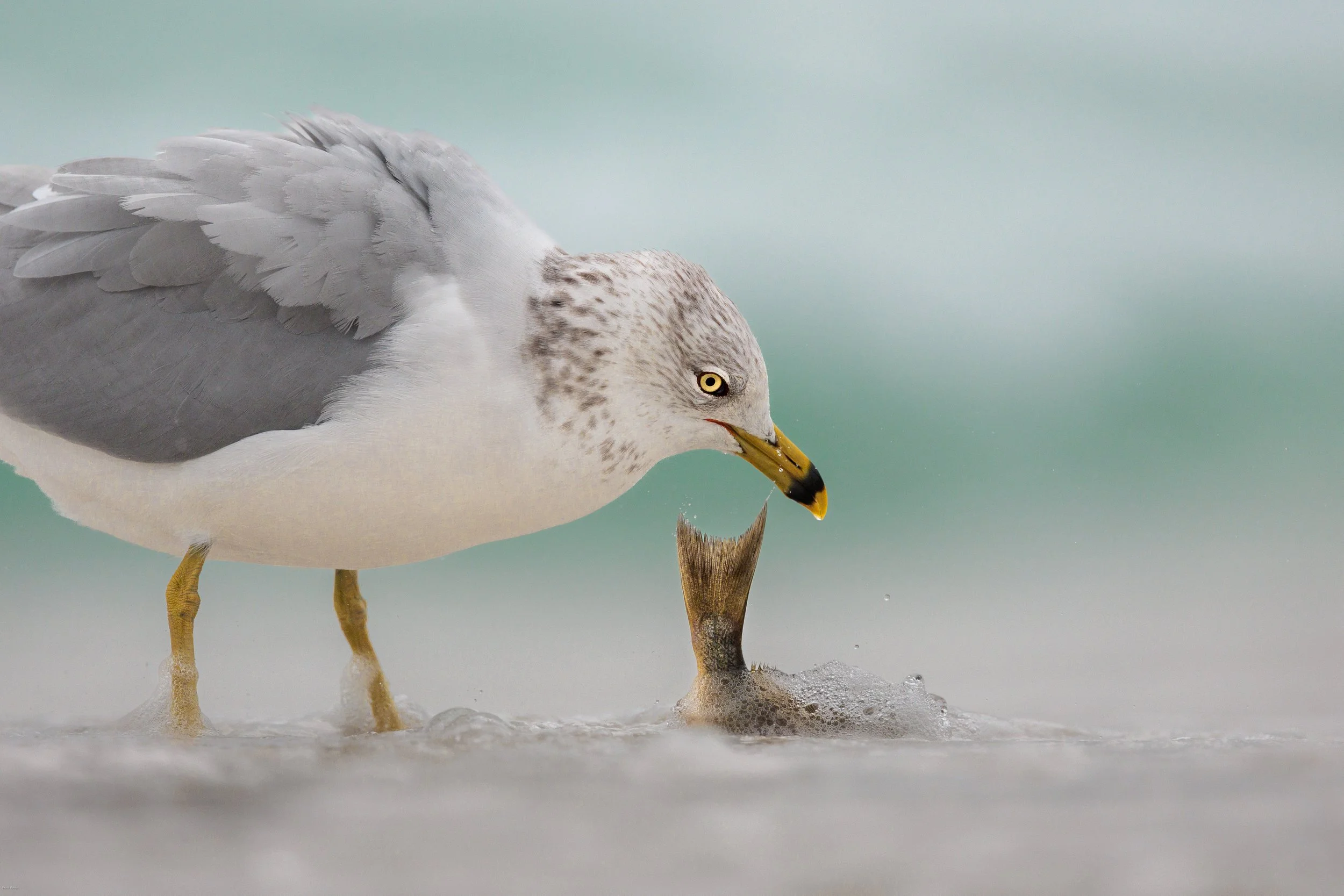 Seagull