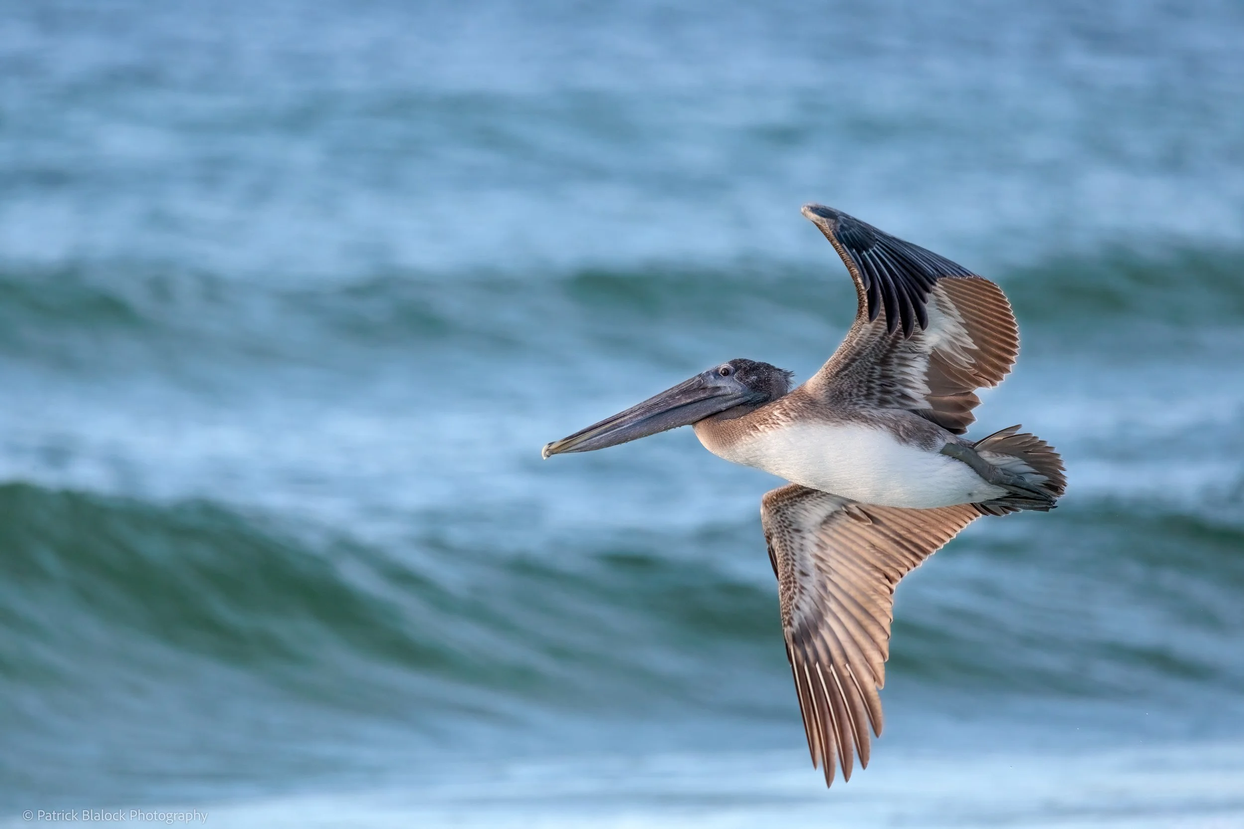 Flight of the Pelican