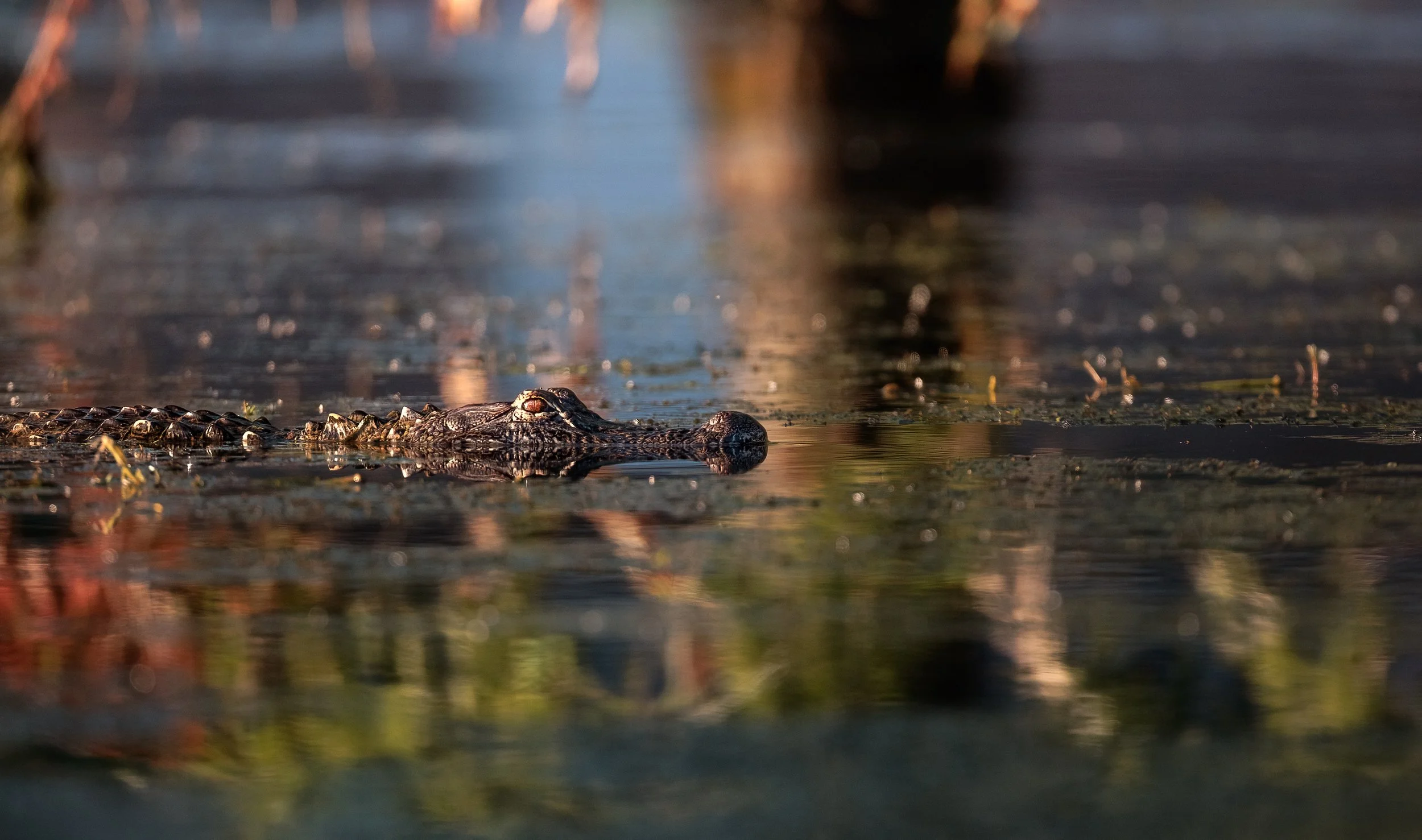 Alligator among cypress trees 2.jpeg