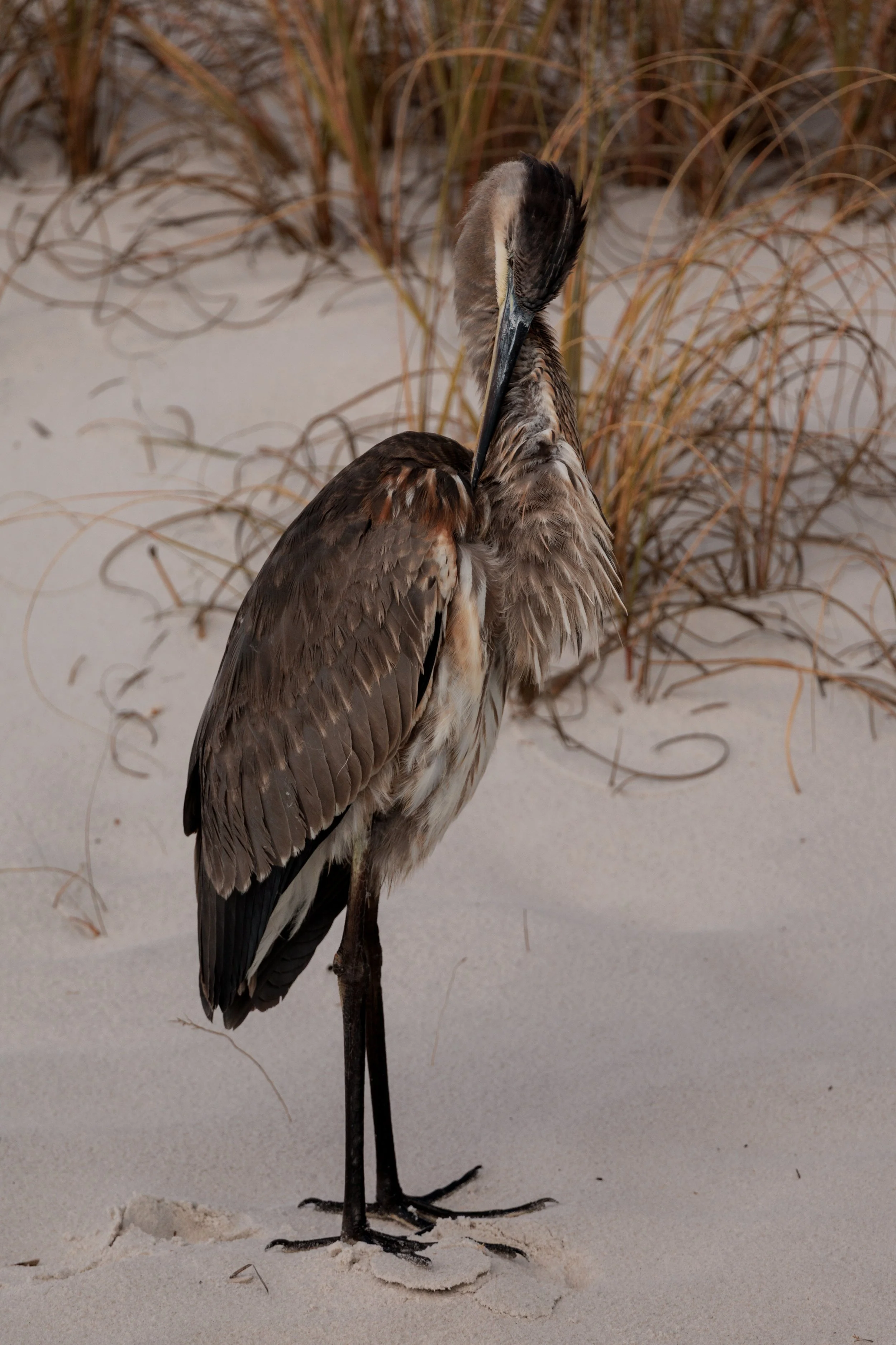 Heron pruning on beach