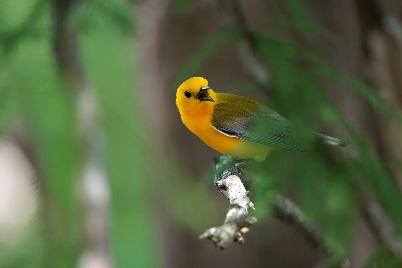 In memory of Bertha Messer