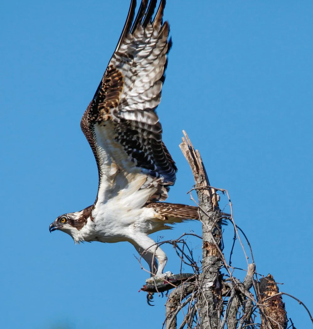 About Cottagers' Association of Cape May