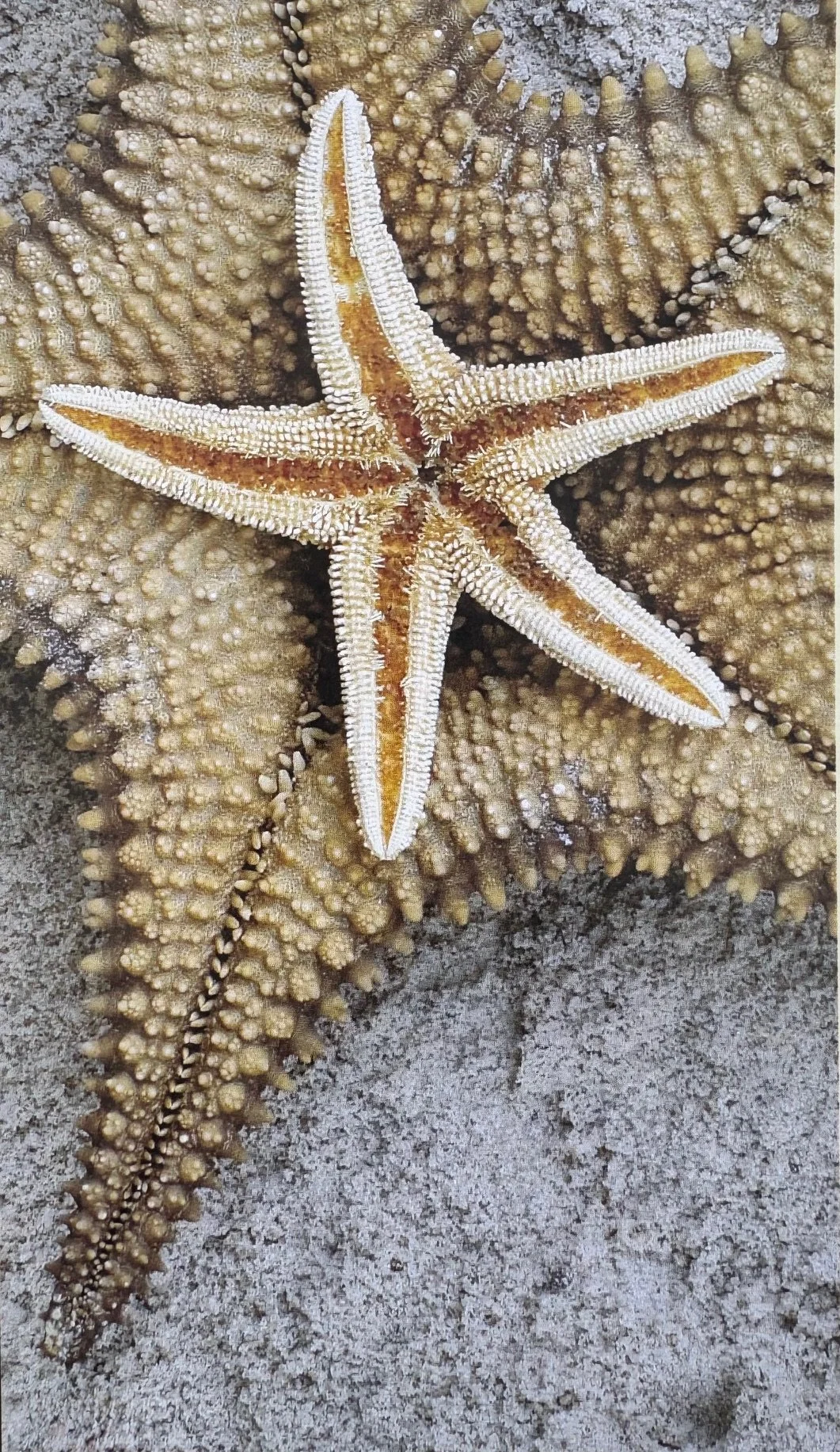 Governance Cottagers' Association of Cape May