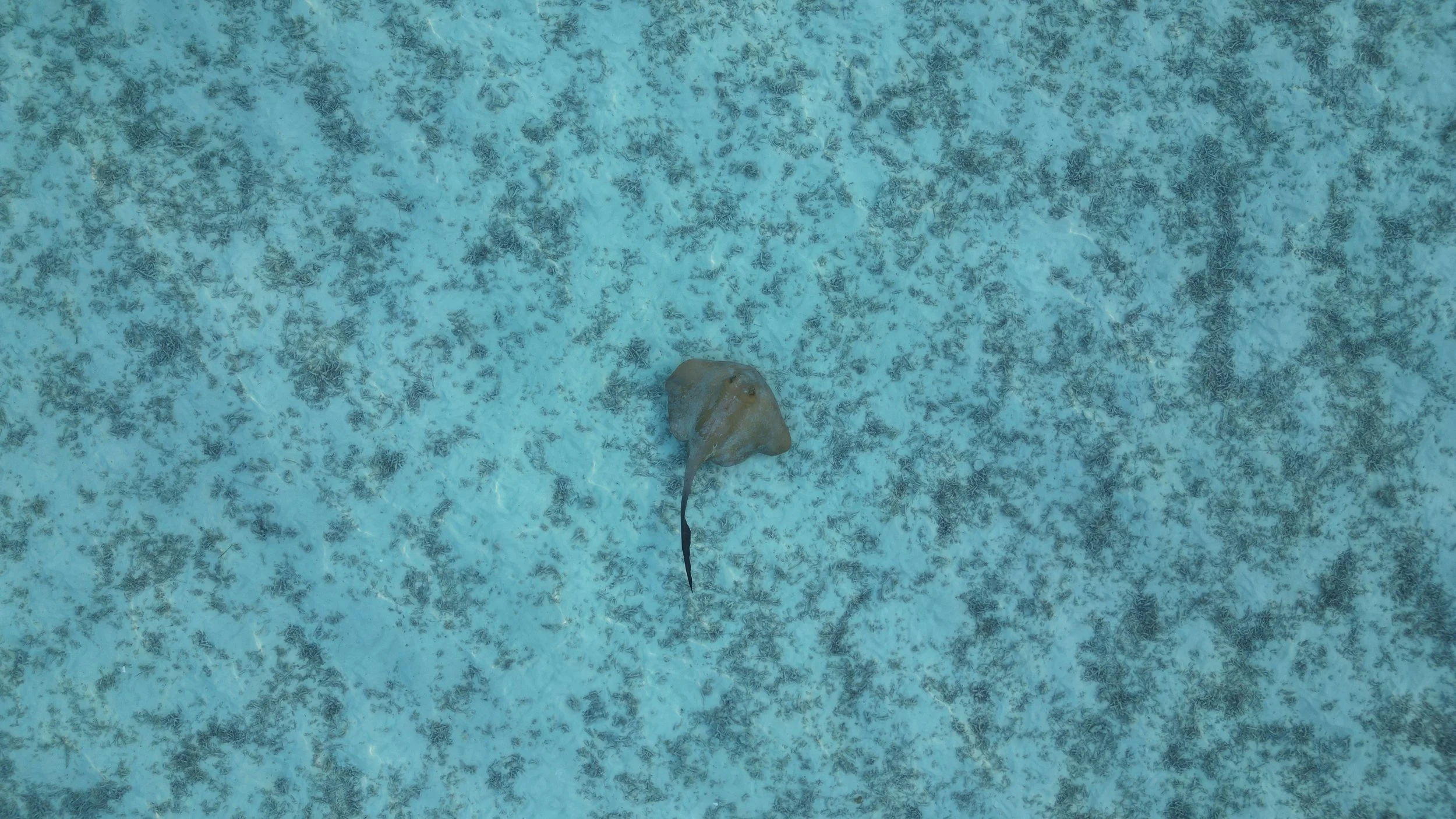 A small stingray swimming above a sandy ocean floor with scattered patches of darker coral or seaweed.