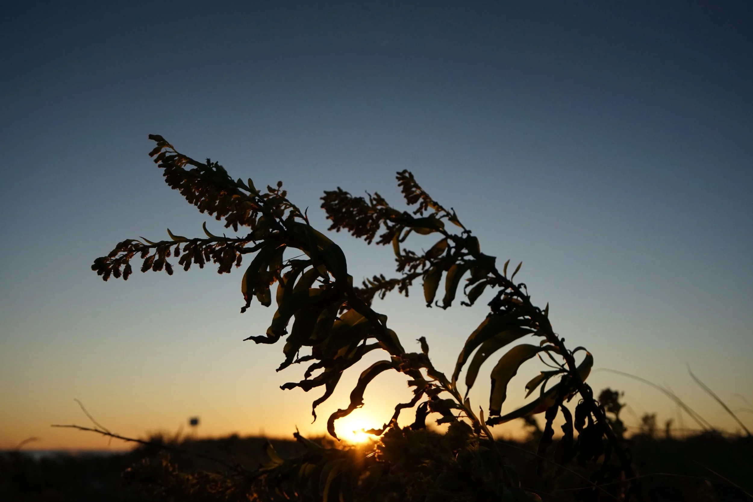 Silhouette of a plant with the sunset in the background and a clear sky.