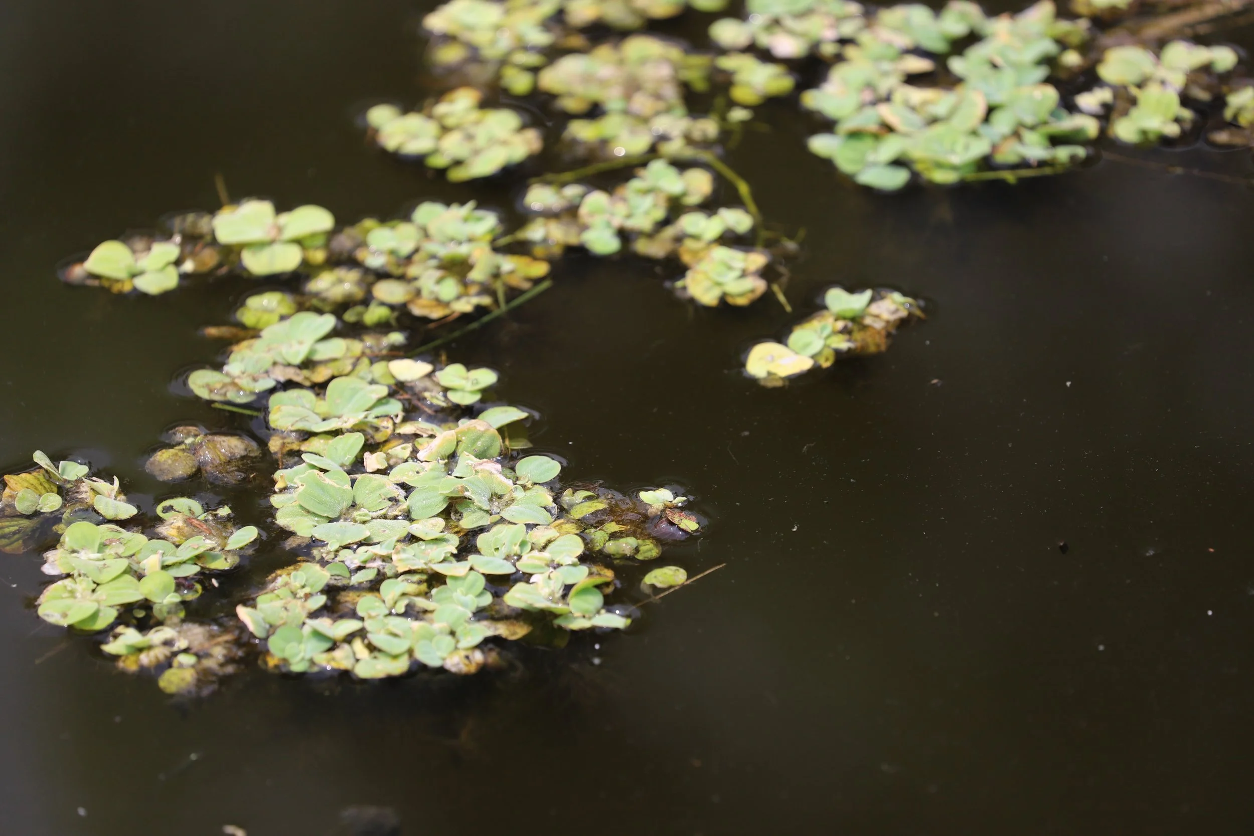 Water with floating aquatic plants and duckweed