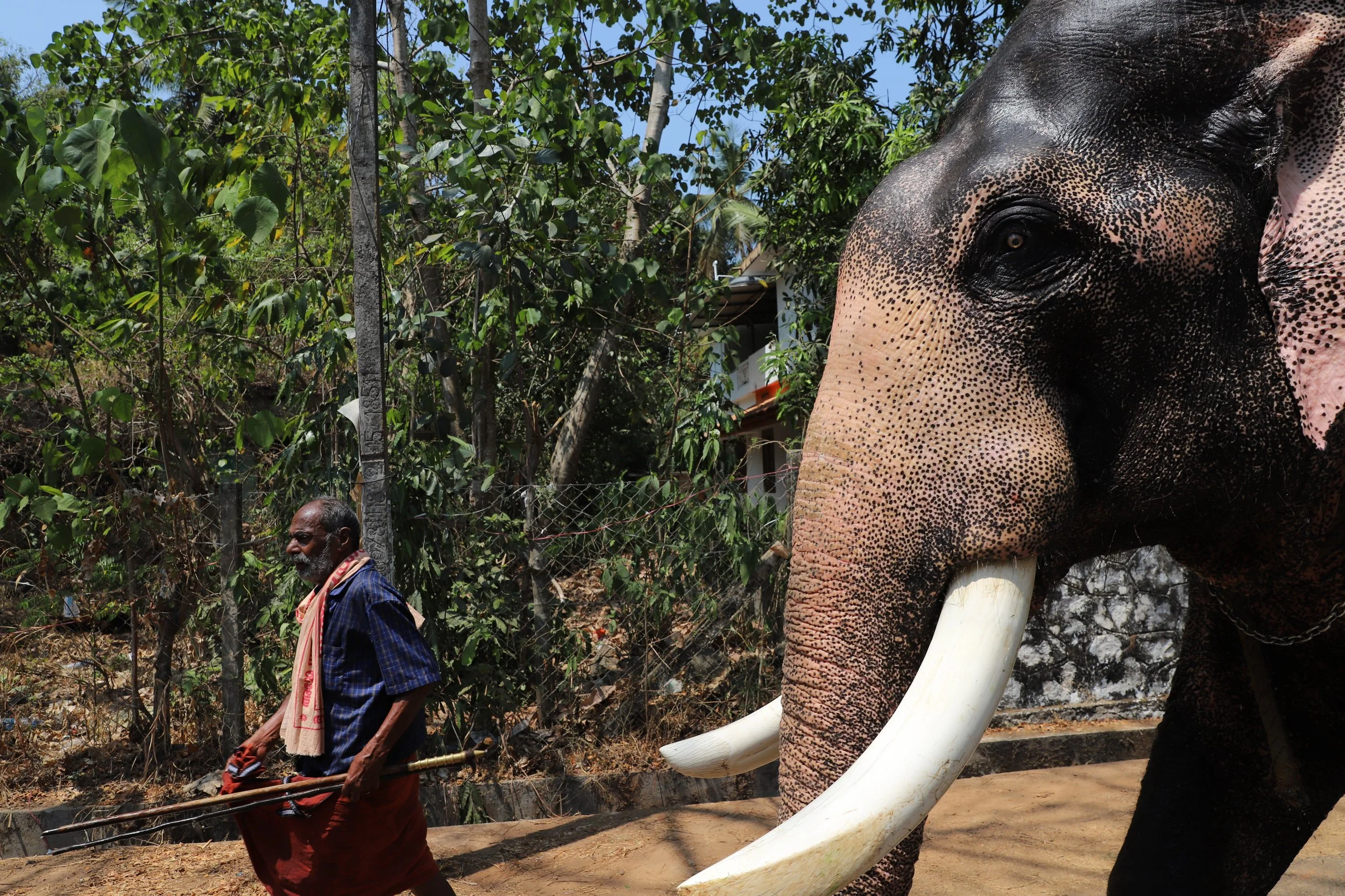 A man walking beside a large elephant with long white tusks in a lush outdoor setting with trees and a fence.