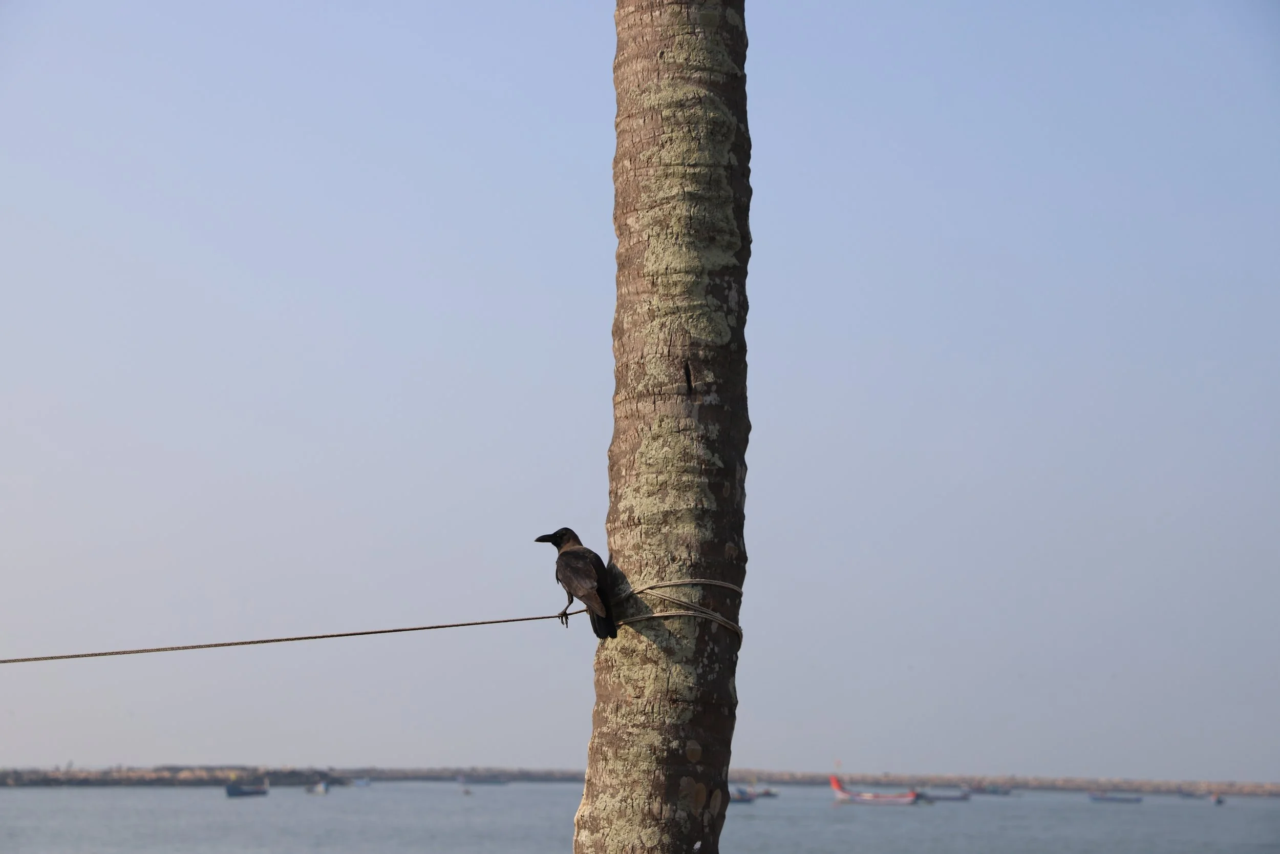 A crow perched on a wire tied to a palm tree trunk near a body of water with boats in the background.