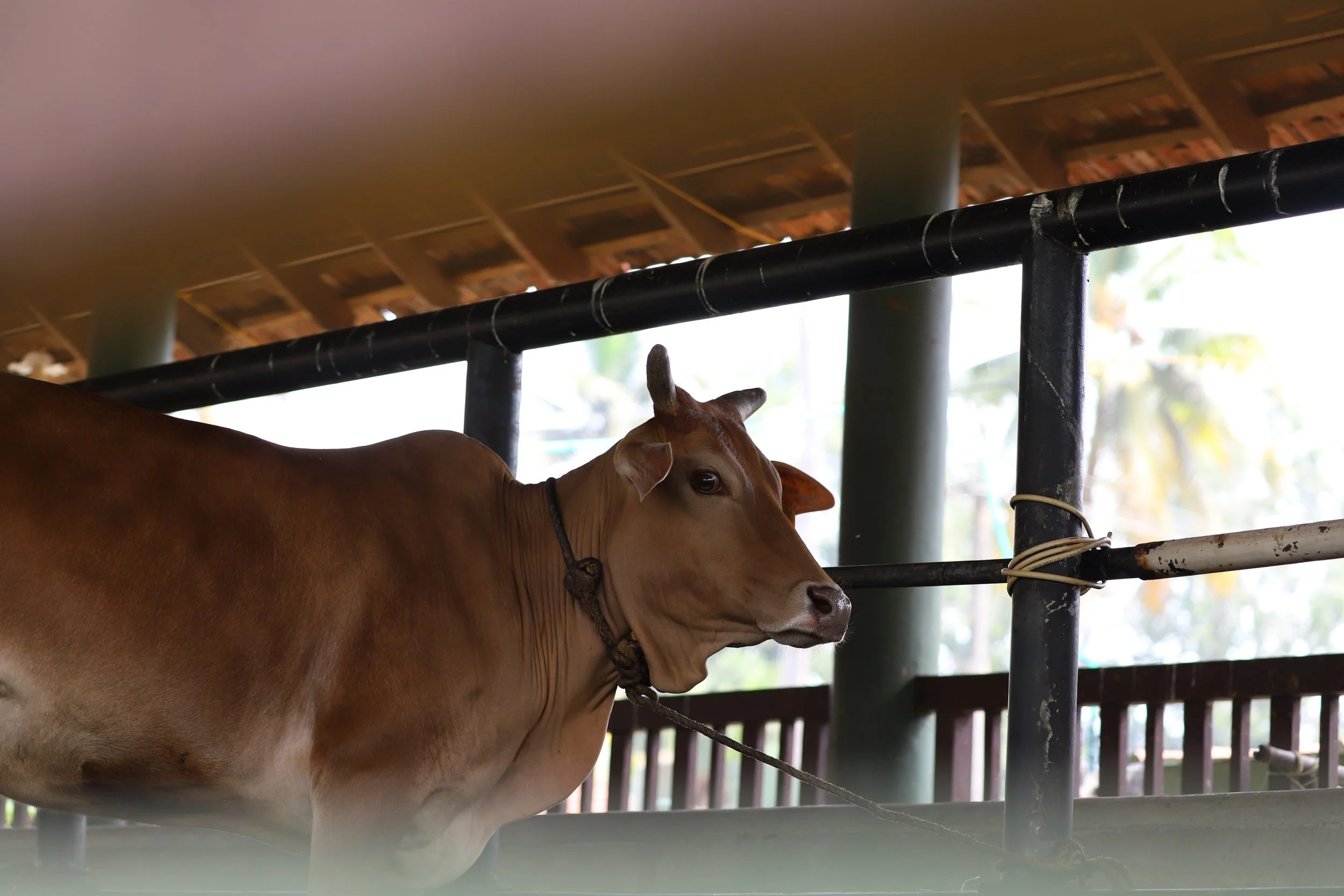 A brown cow standing inside a barn with a holding collar around its neck, tied to a metal pole, with a thatched roof overhead and trees visible through the barn opening.