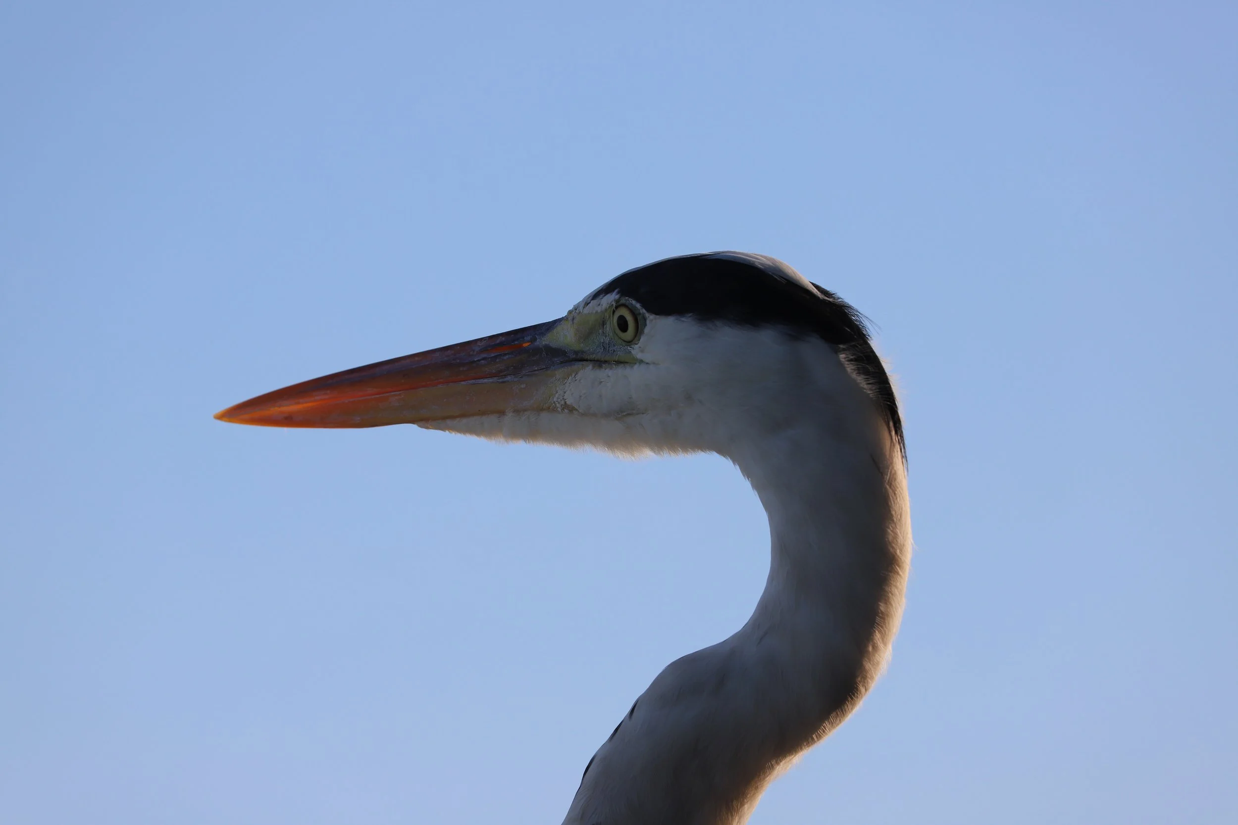 Close-up of a heron's head and neck against a clear blue sky.