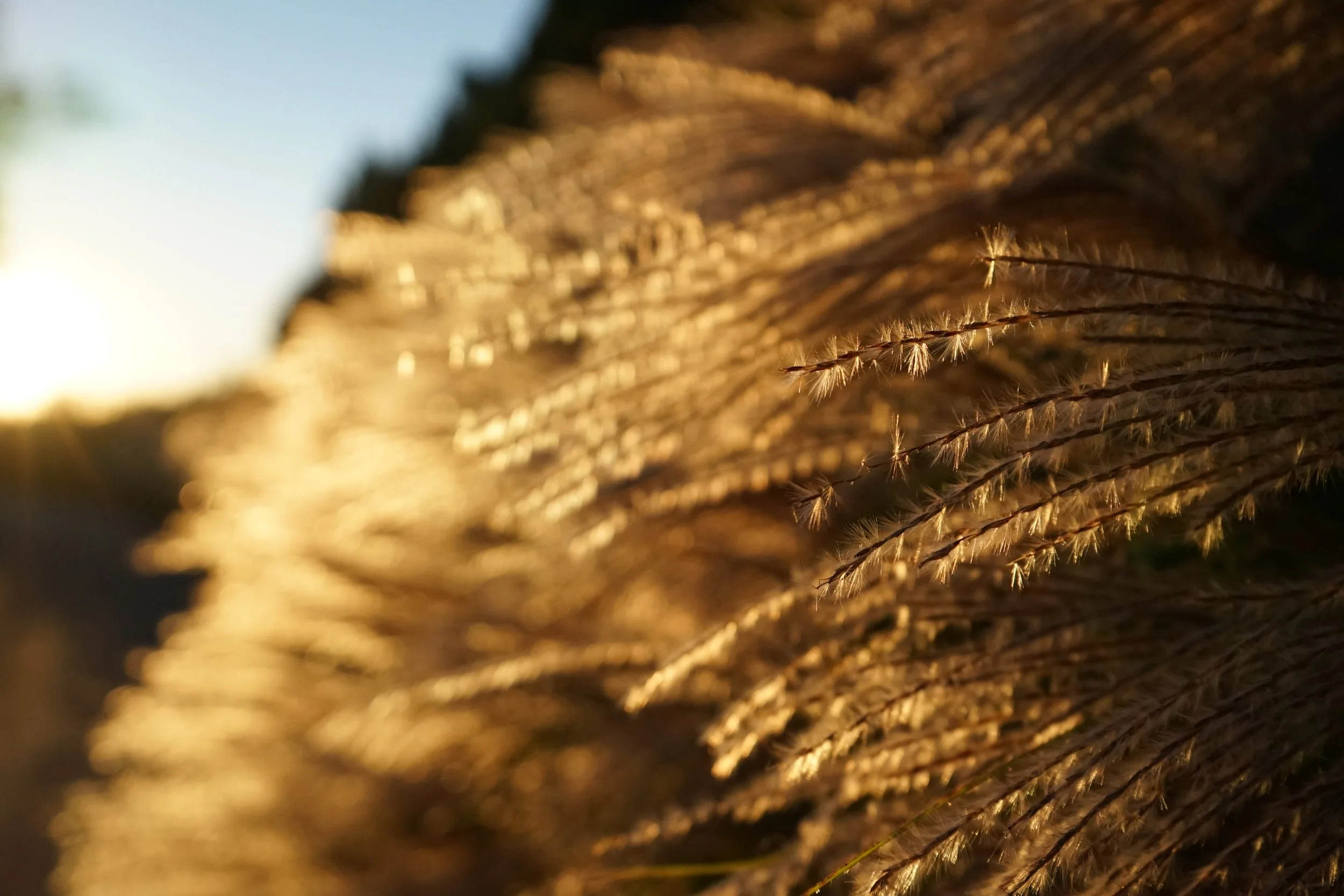 Close-up of golden grass or reeds illuminated by sunlight, with a blurred background.