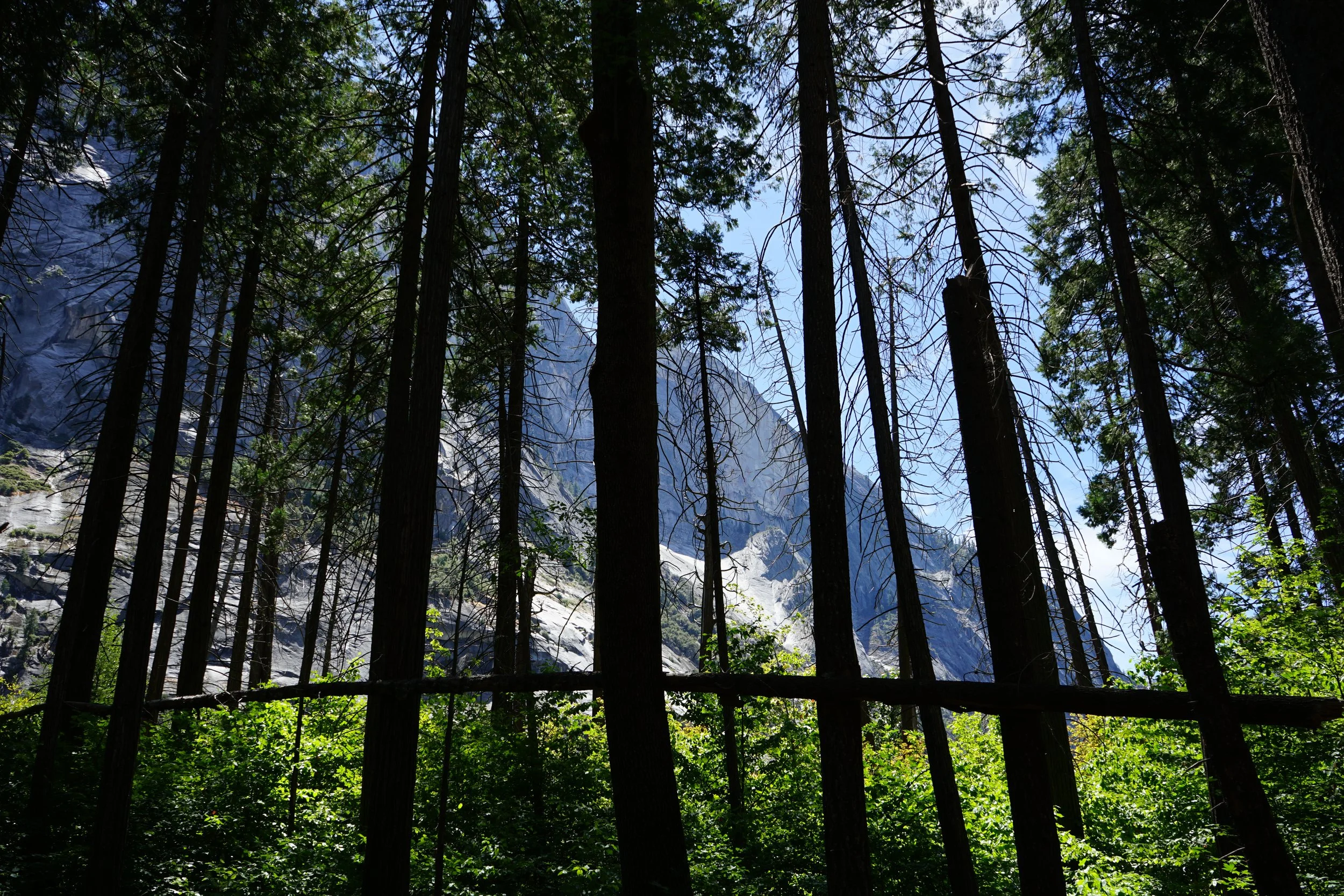 A dense forest with tall pine trees, with mountains visible in the background under a clear blue sky.