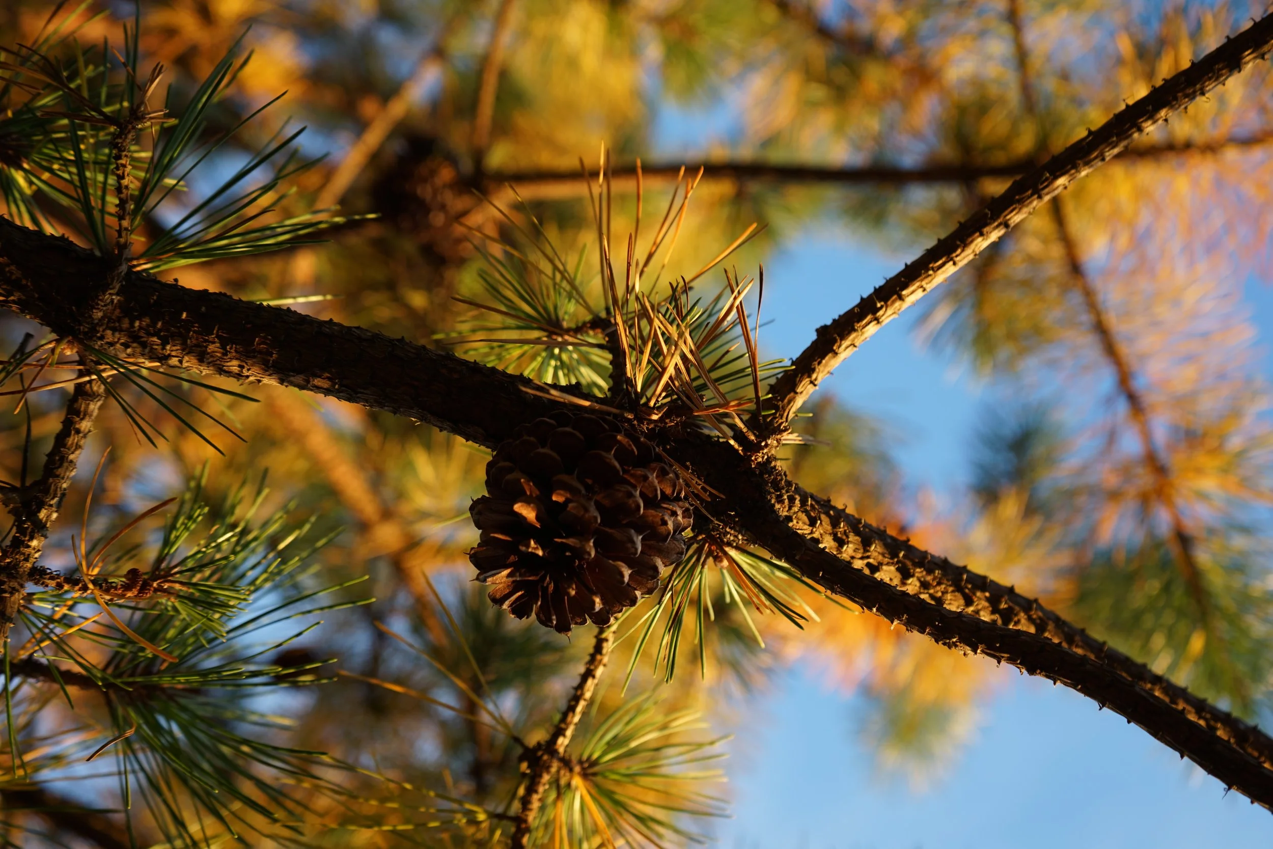 Close-up of a pine tree branch with a pine cone and green needles, sunlight illuminating the scene, blue sky in the background.