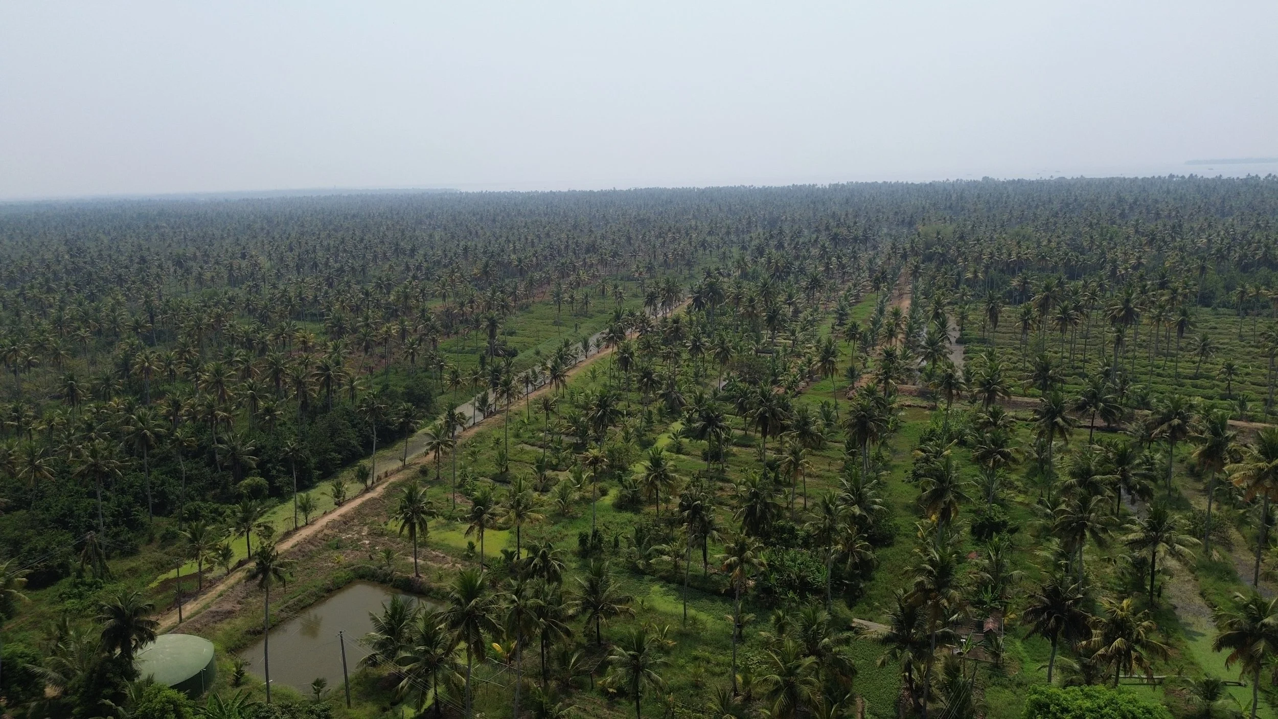 A vast agricultural area with many tall palm trees, irrigation canals, and small ponds, extending to the horizon under a cloudy sky.