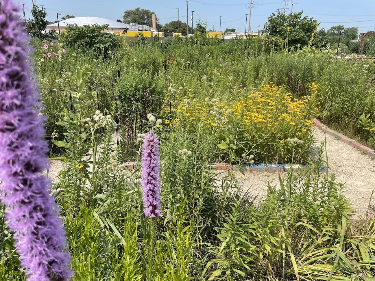Native Landscape Installation