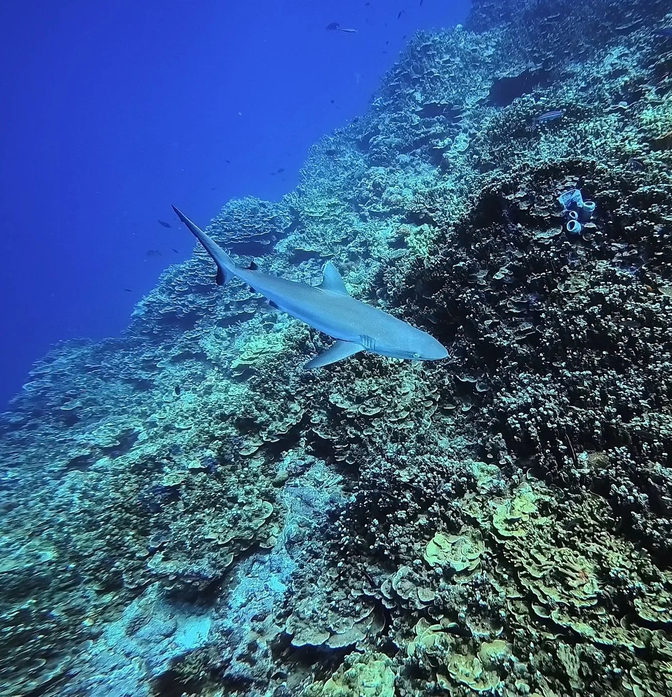A shark swimming near a coral reef underwater with clear blue water and small fish in the background.