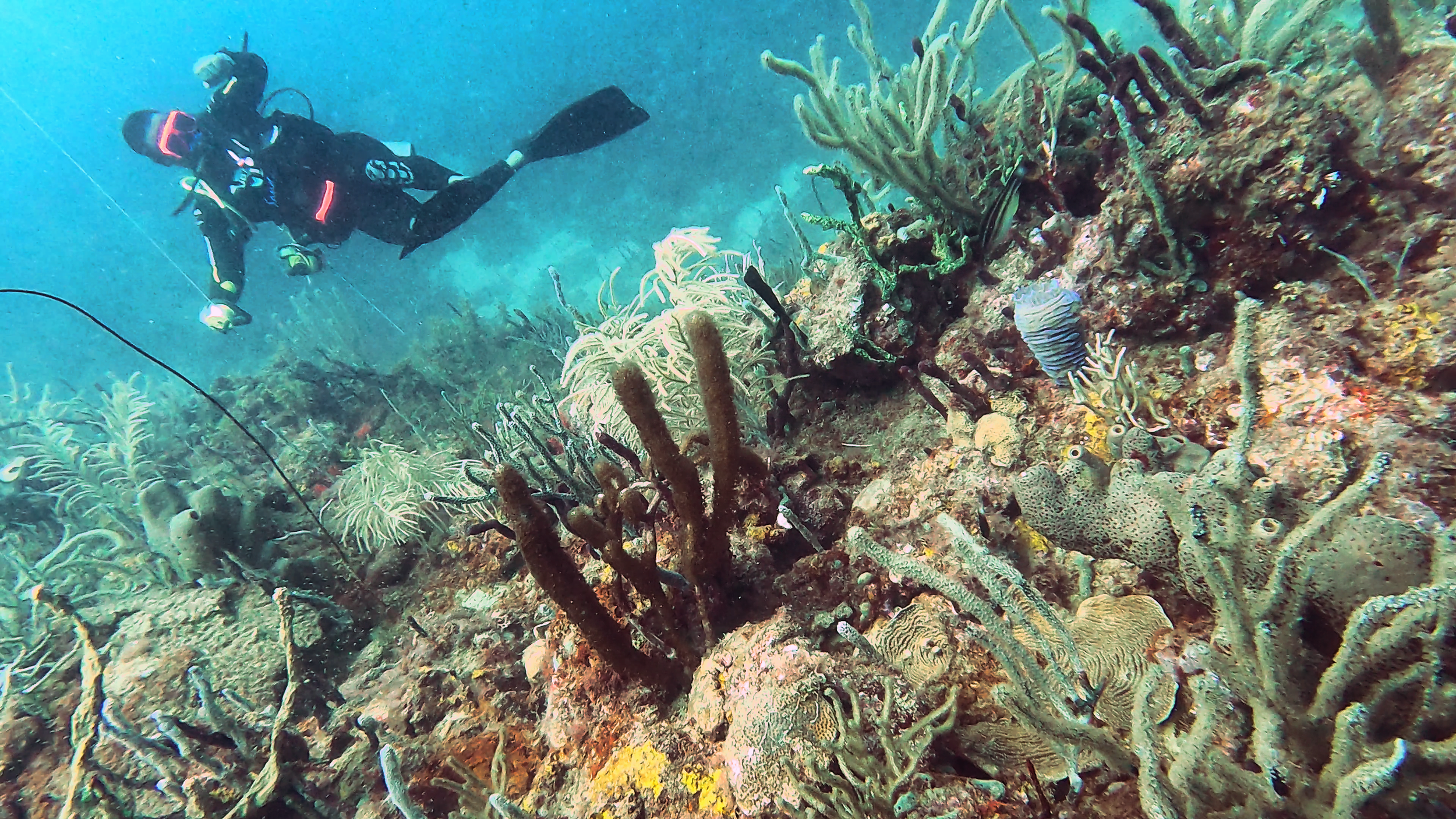 A scuba diver exploring a colorful coral reef with various corals, sponges, and marine life.