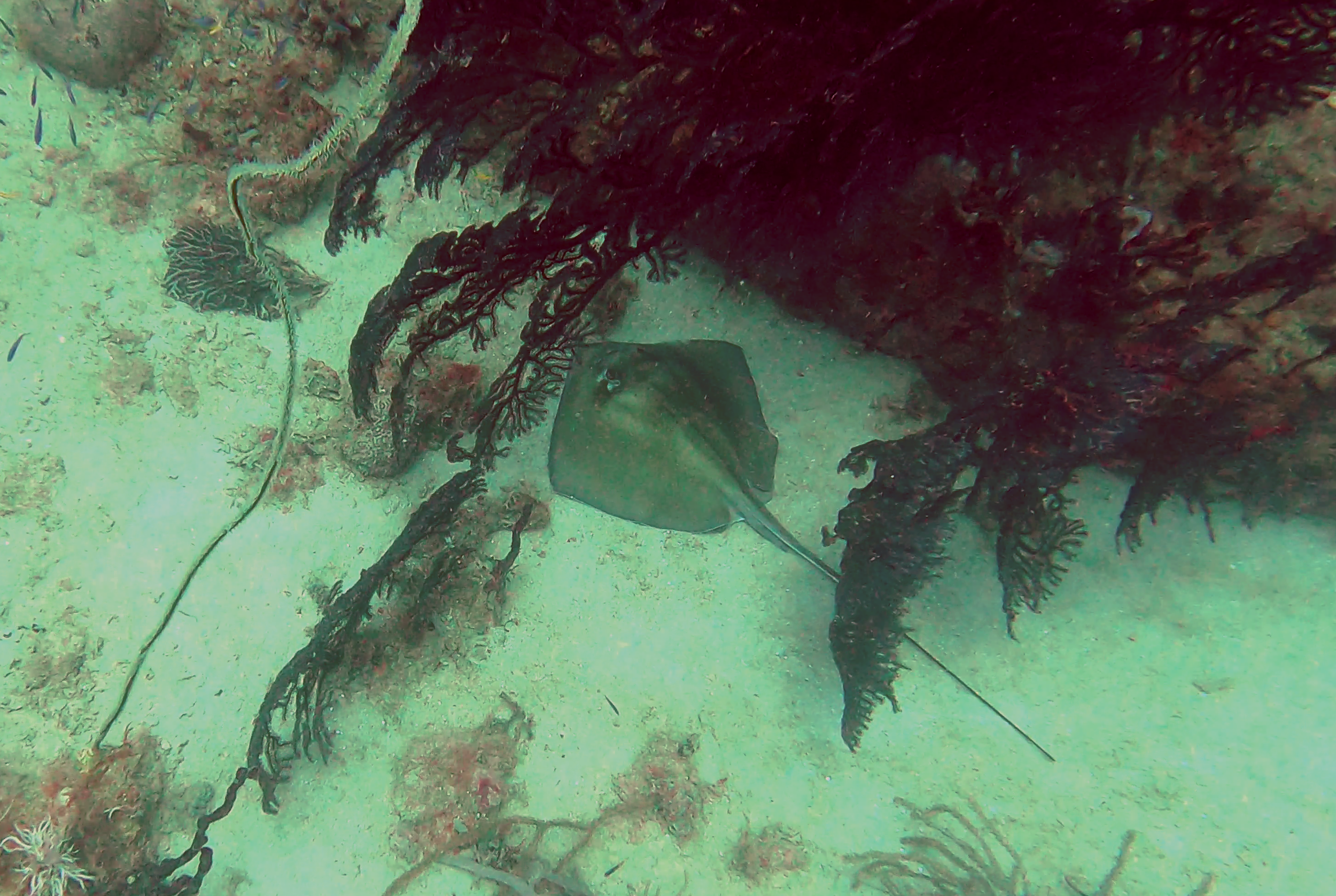 Underwater scene with a stingray swimming near coral and seaweed.