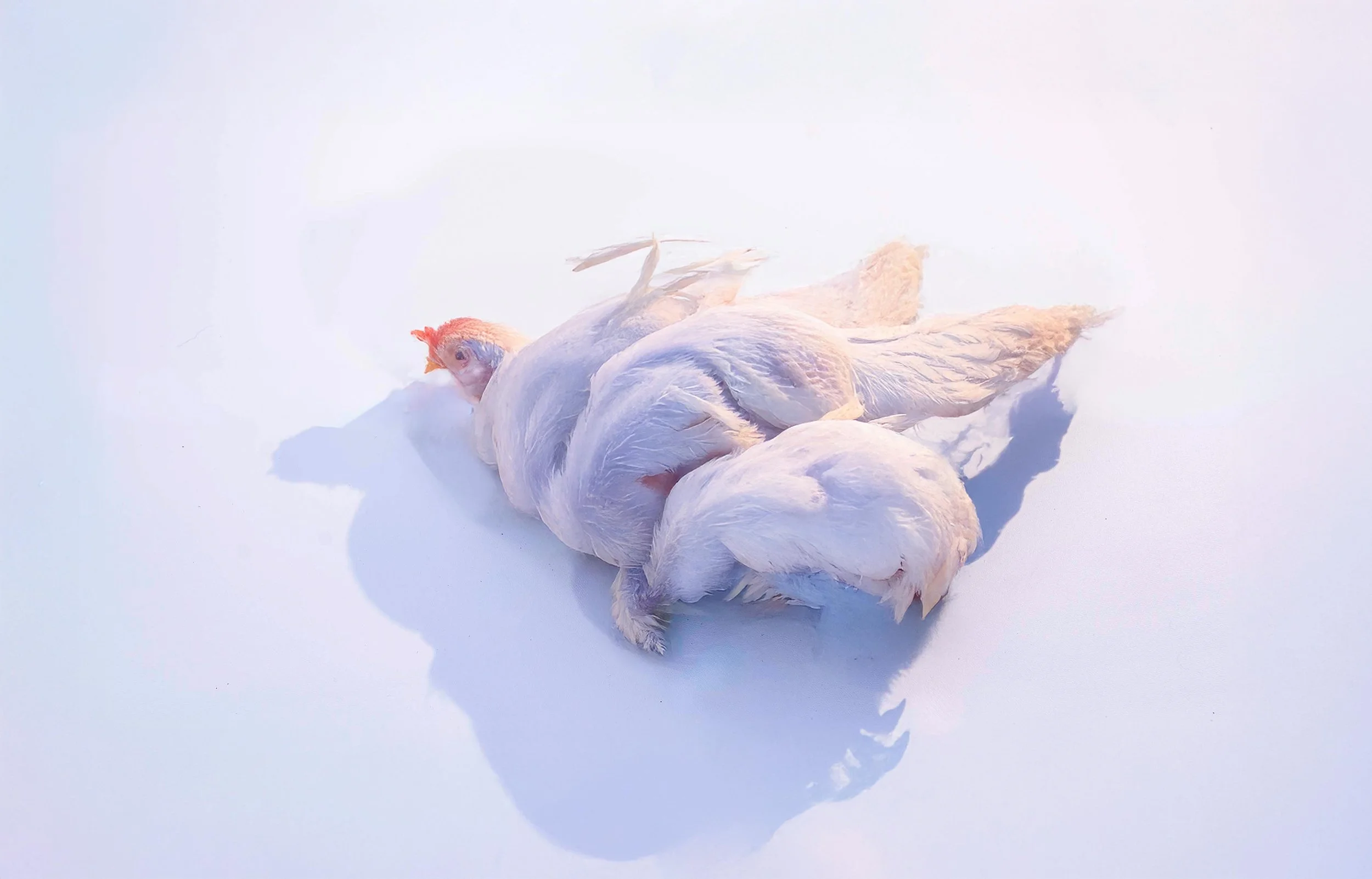 wyandotte white feathers larg copy smaller.jpg