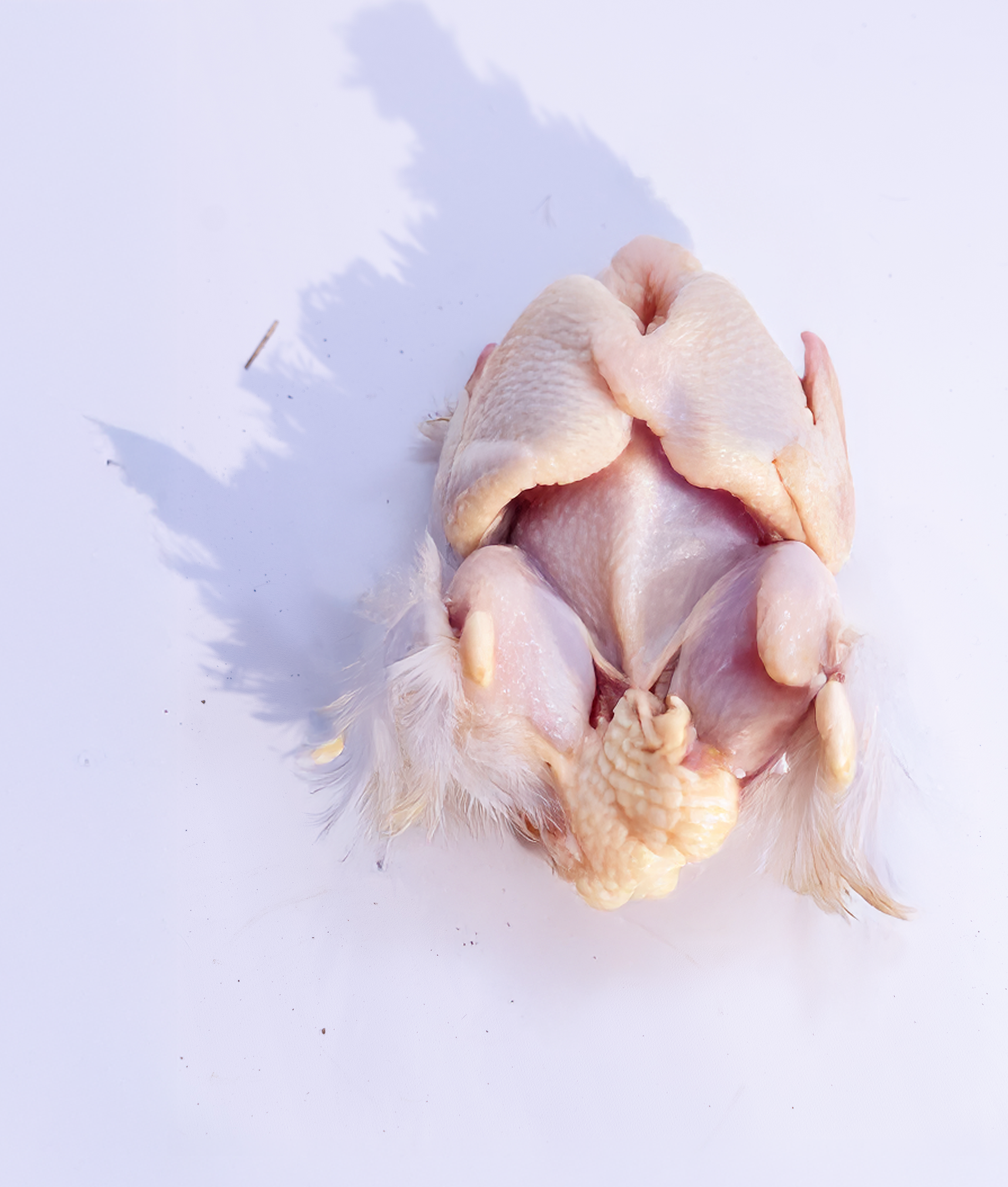 dustmoppie image whole smaller file.png