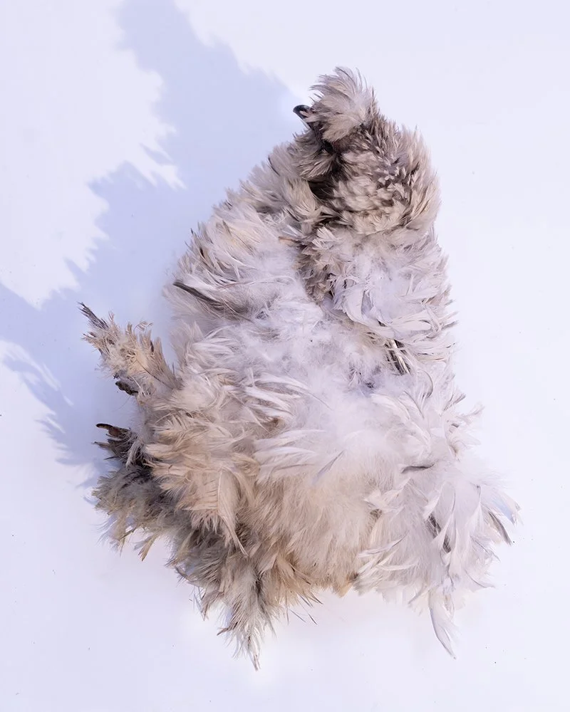 Dustmoppie herself 8 by 10.jpg