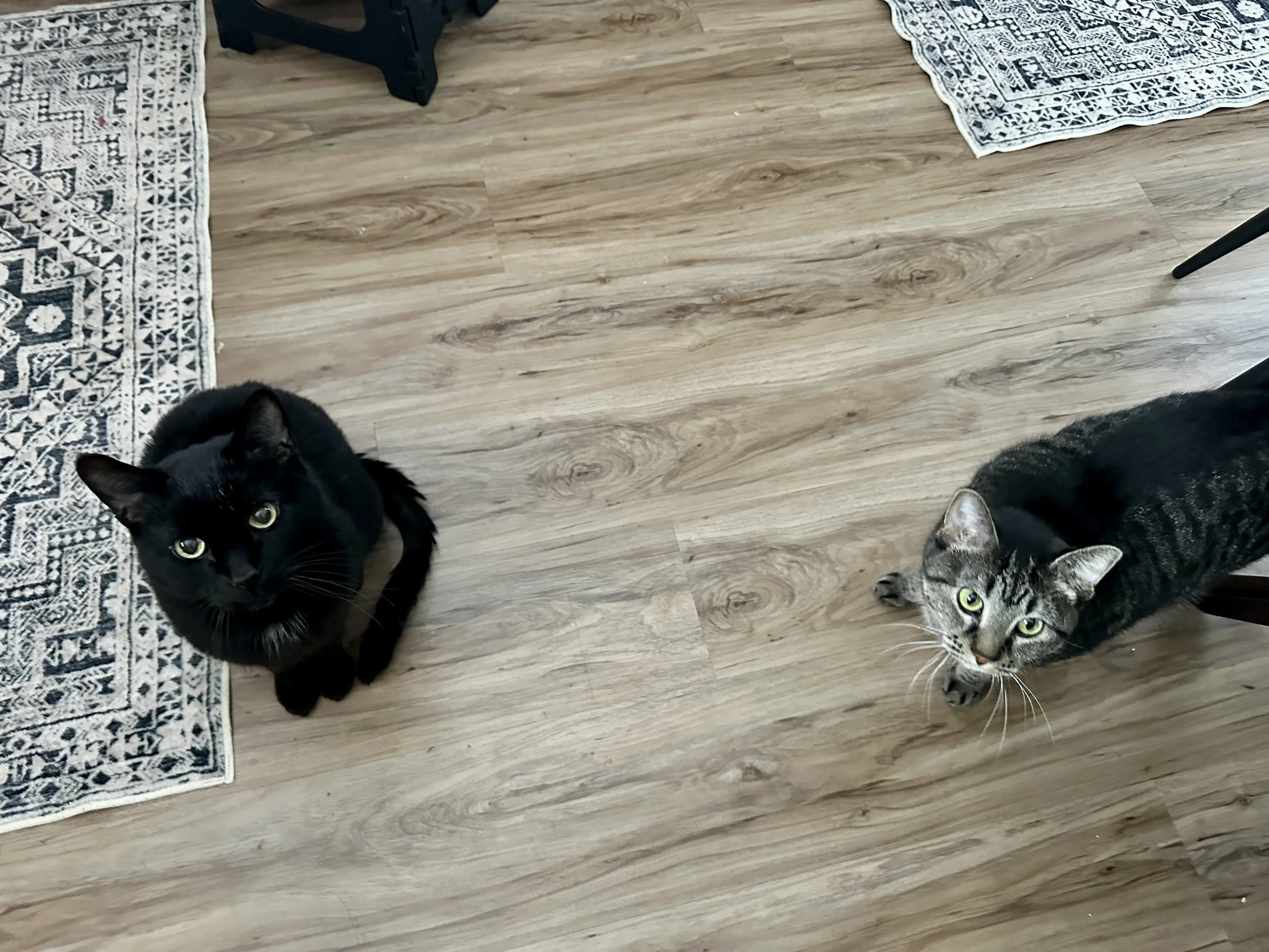 Two cats sitting on a wooden floor next to a rug, looking up at the camera.