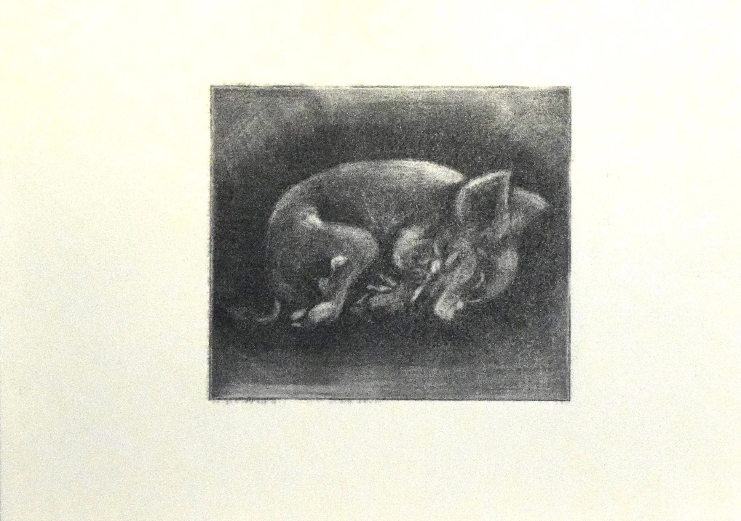 "Pig baby" 
Mezzotint black ink on natural white paper. 