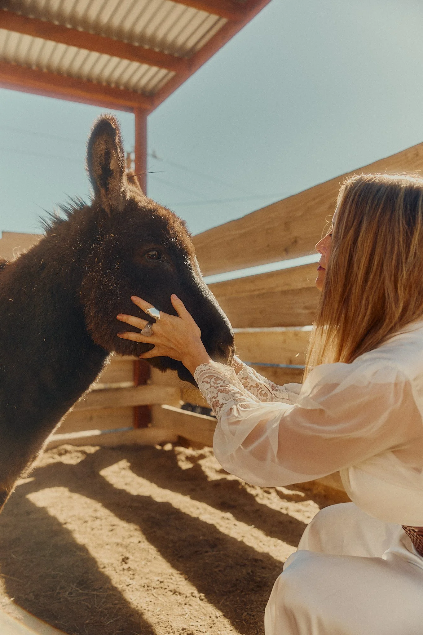 The Animal Alchemist Equine Communication Experience