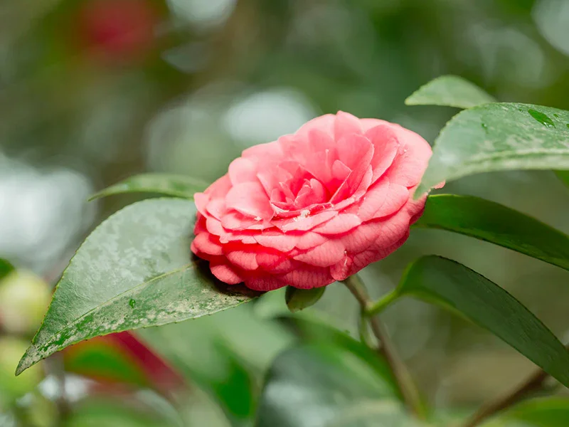 Pink camellia flower with green leaves in the background.
