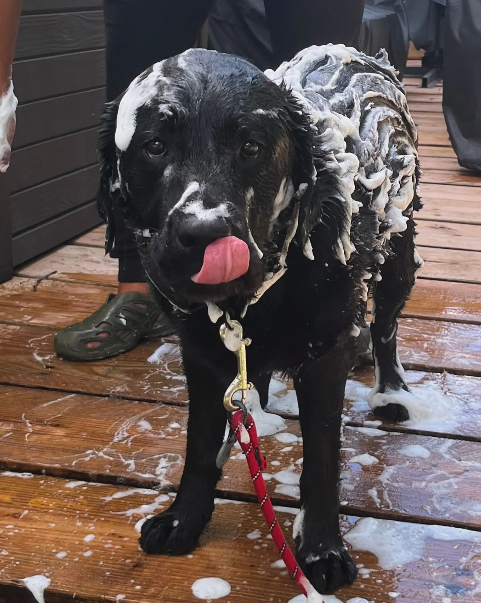 RF Dogs offers full grooming services🤍
This can be added on to any daycare or boarding booking. You may also drop your dog off for a spa day anytime! 🛁🫧🤍