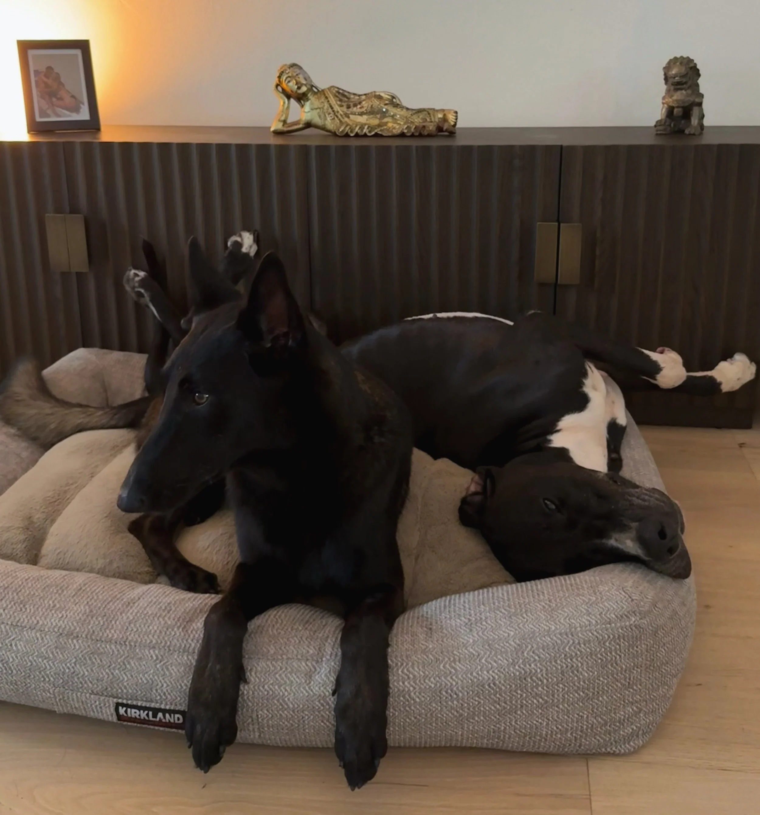 RF Dogs is a sanctuary for the dogs that come to us. Some of the most rewarding transformations are in our rescue dogs. 

Maha and Oros were found on a construction site. They arrived here disoriented, depressed, and exhausted. We do not know if they