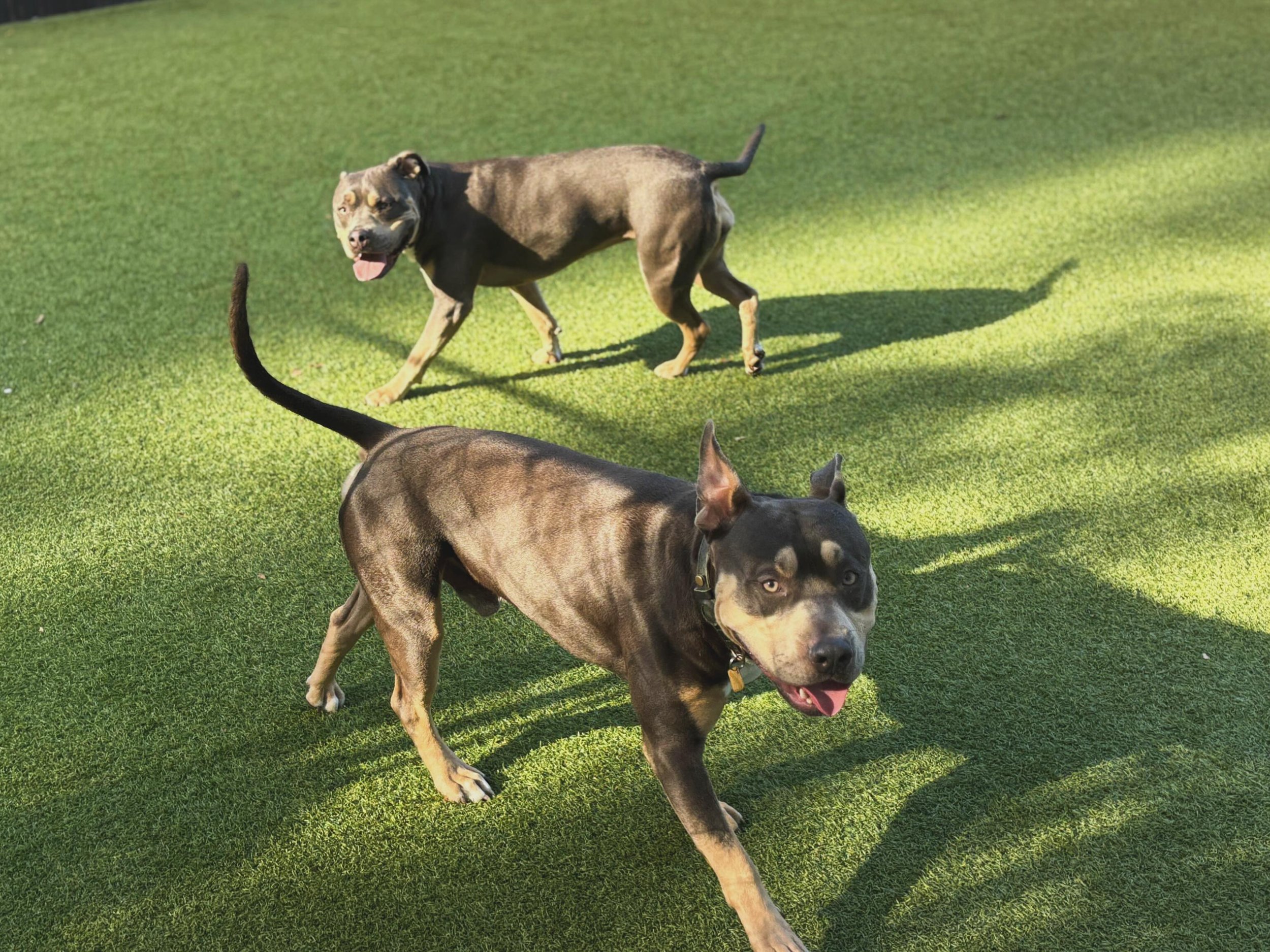 Bruno and Nori🥹🐾🤍