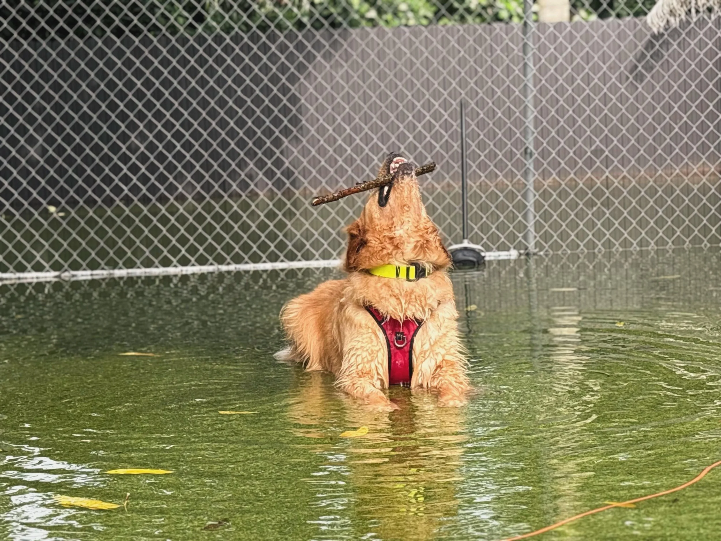 There are no rain checks at RF Dogs ☔️🌧️💙🩵 We let dogs be dogs! Our pets are happiest when they have the opportunity to be themselves as nature intended🦋