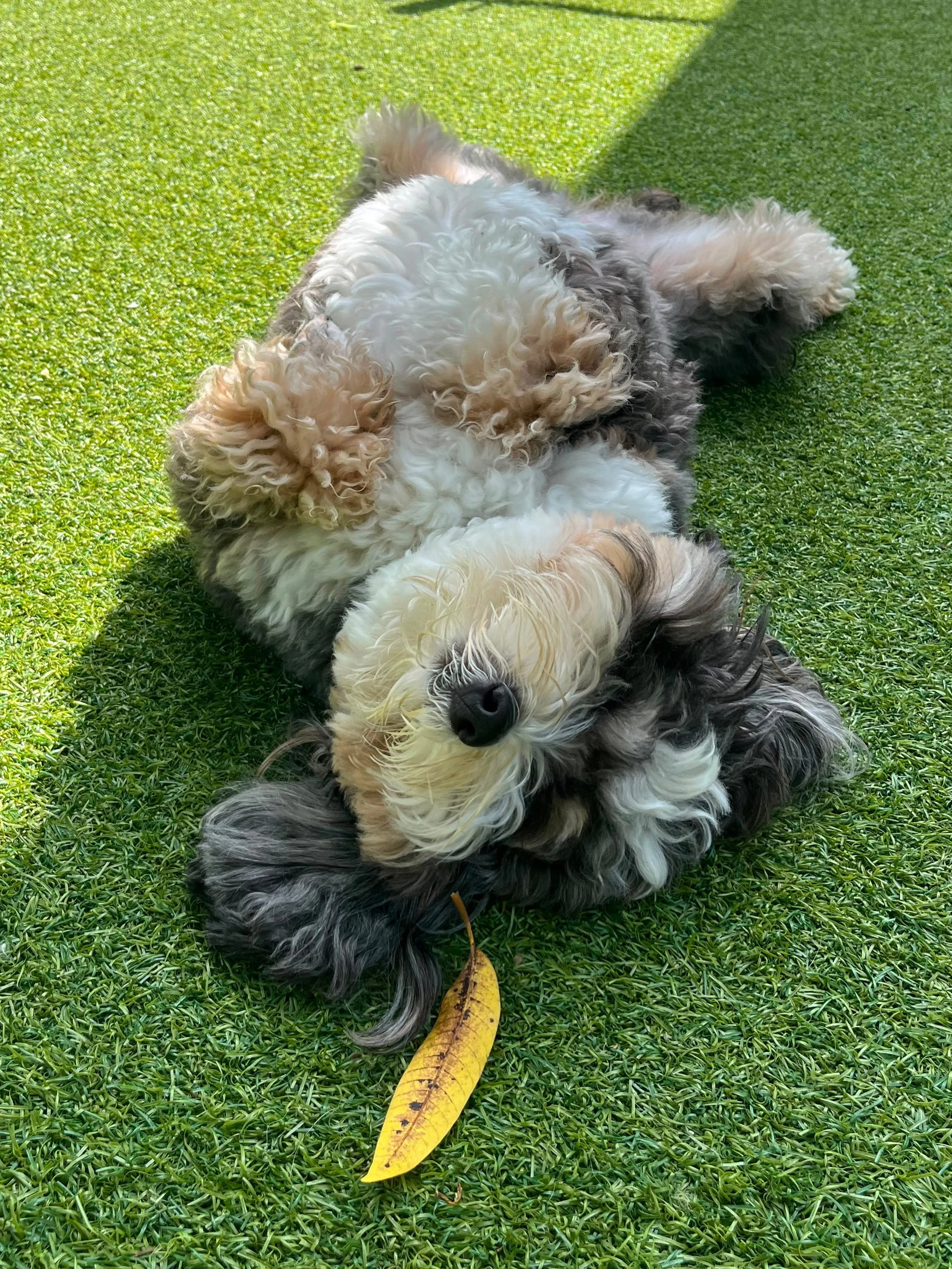 Ruby and her leaf 🍃🤍