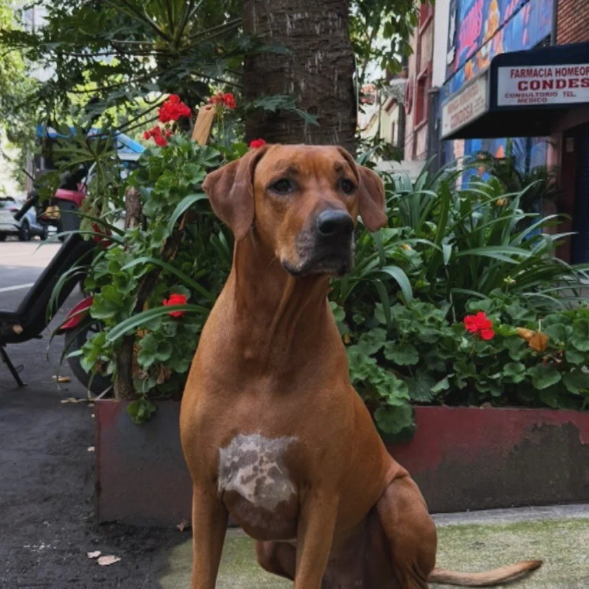 After more than 10 years in Miami, RF DOGS is coming to New York.

At the request of many of our longtime clients who split their time between New York and Miami, we&rsquo;re opening a second location serving New York City, Westchester County, and Fa