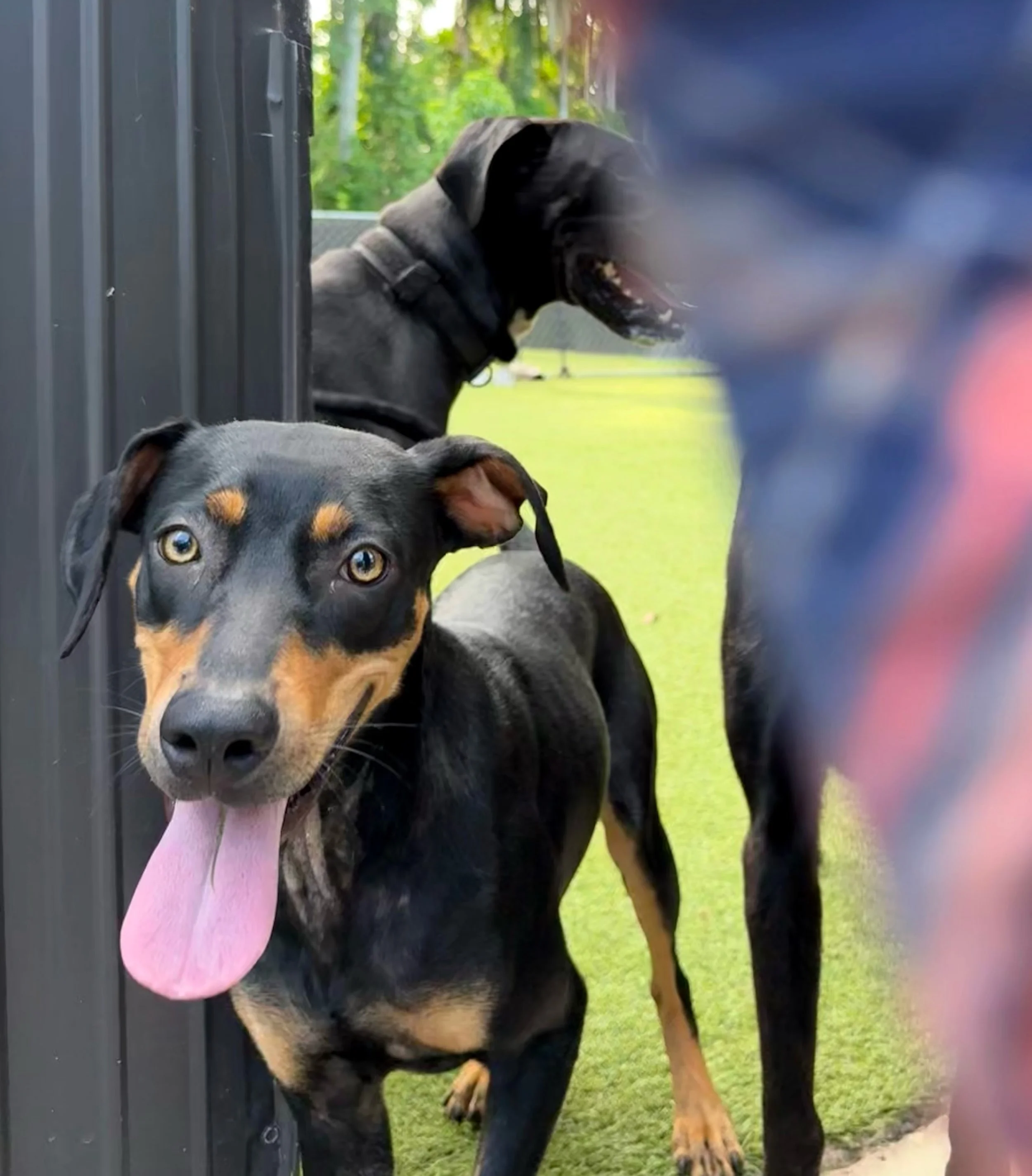Our crazy Java is back with us and is still looking for her forever family &hearts;️
Java is an approximately 35lb, 1 year old, terrier hound mix. This girl is one of the smartest and most athletic dogs we have ever met. She jumps between our fenced 