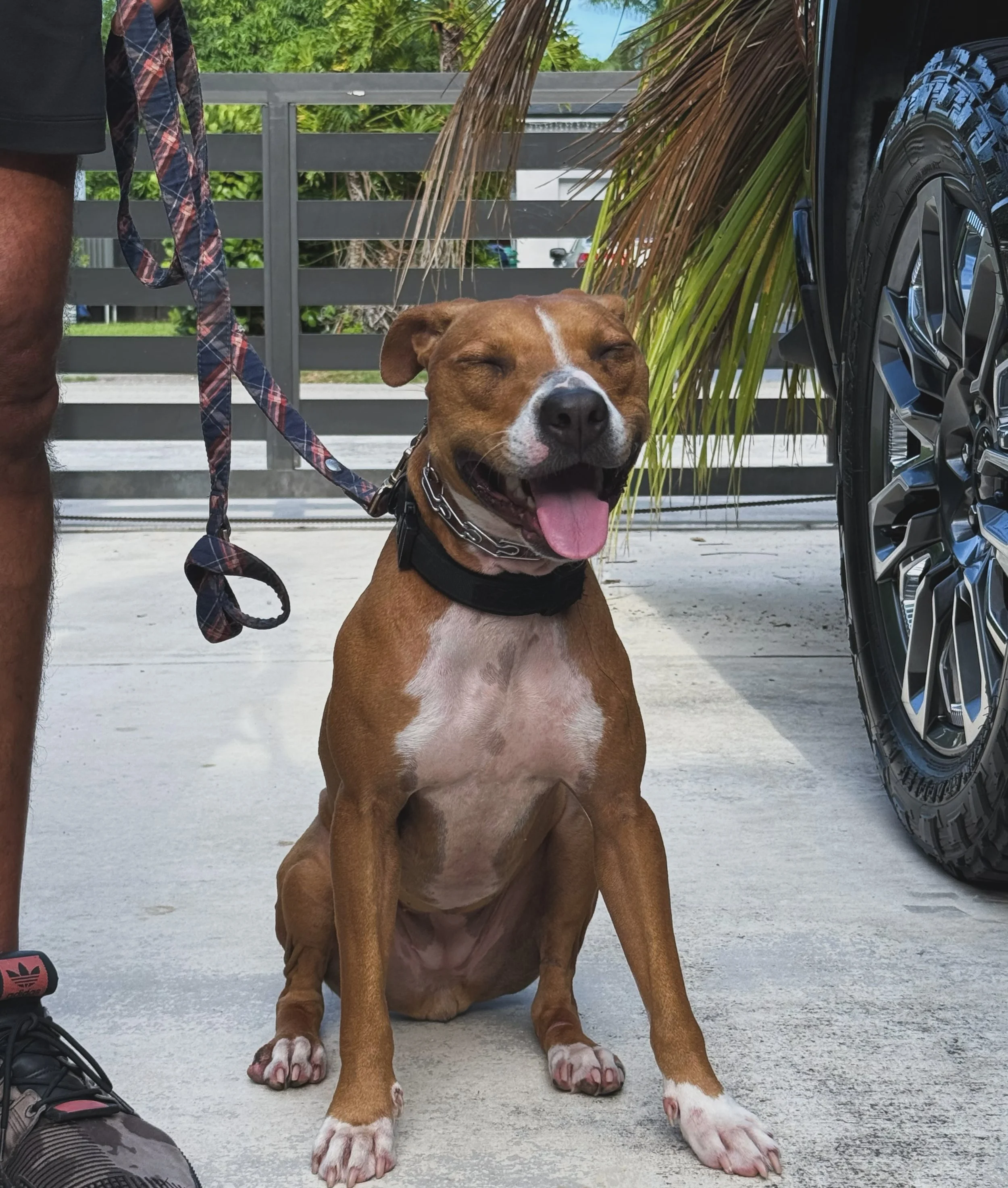 Sweet Nala is loving boot camp&hearts;️

Our training methods are tailored to each dog as an individual. However, the foundation of our work stays the same; simple, clear, and consistent. We take a holistic approach to every case. 

Dogs who stay wit
