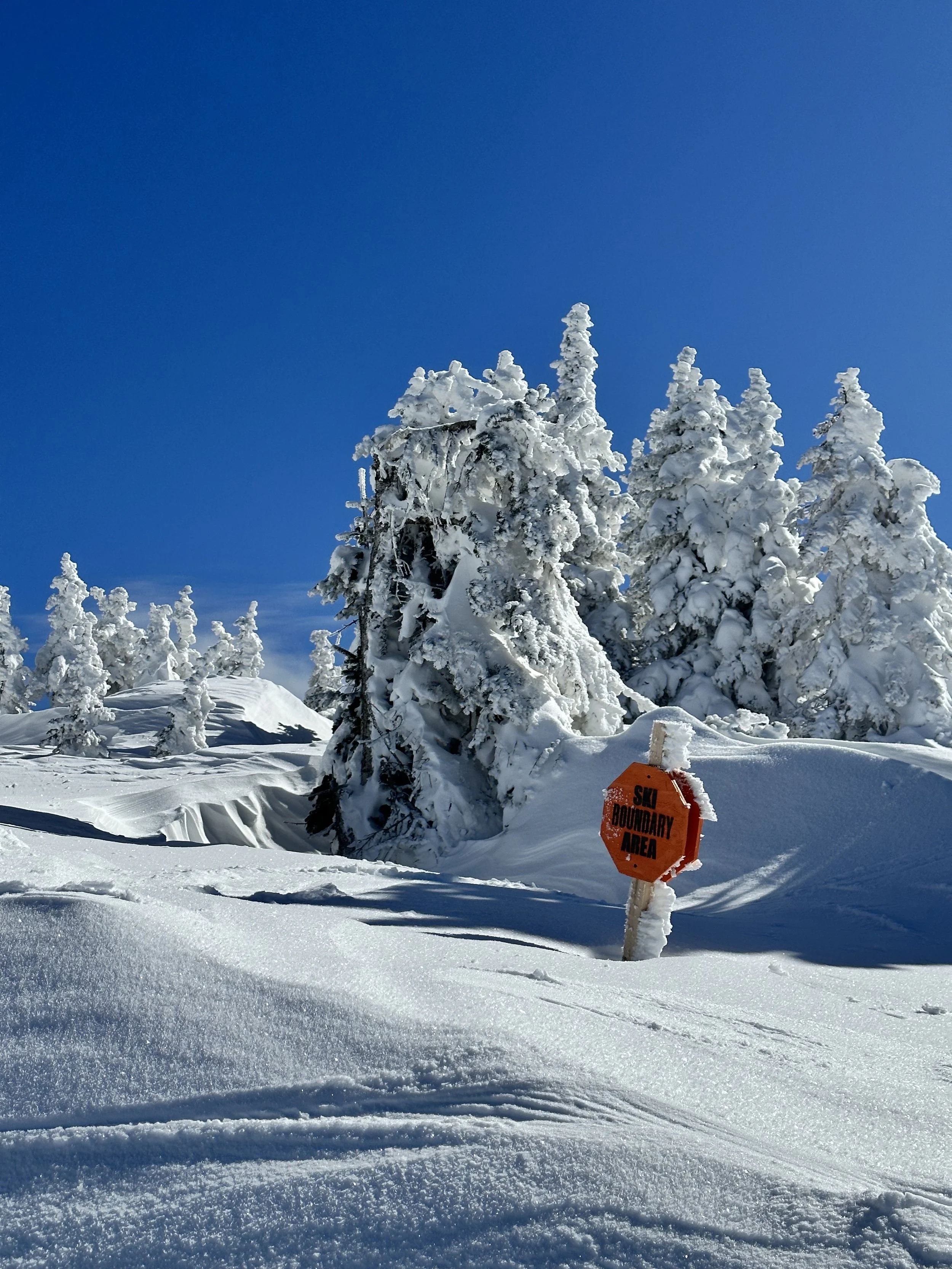 Snow-covered trees under a clear blue sky with an orange sign that reads 'Ski Boundary Area' partially covered in snow.