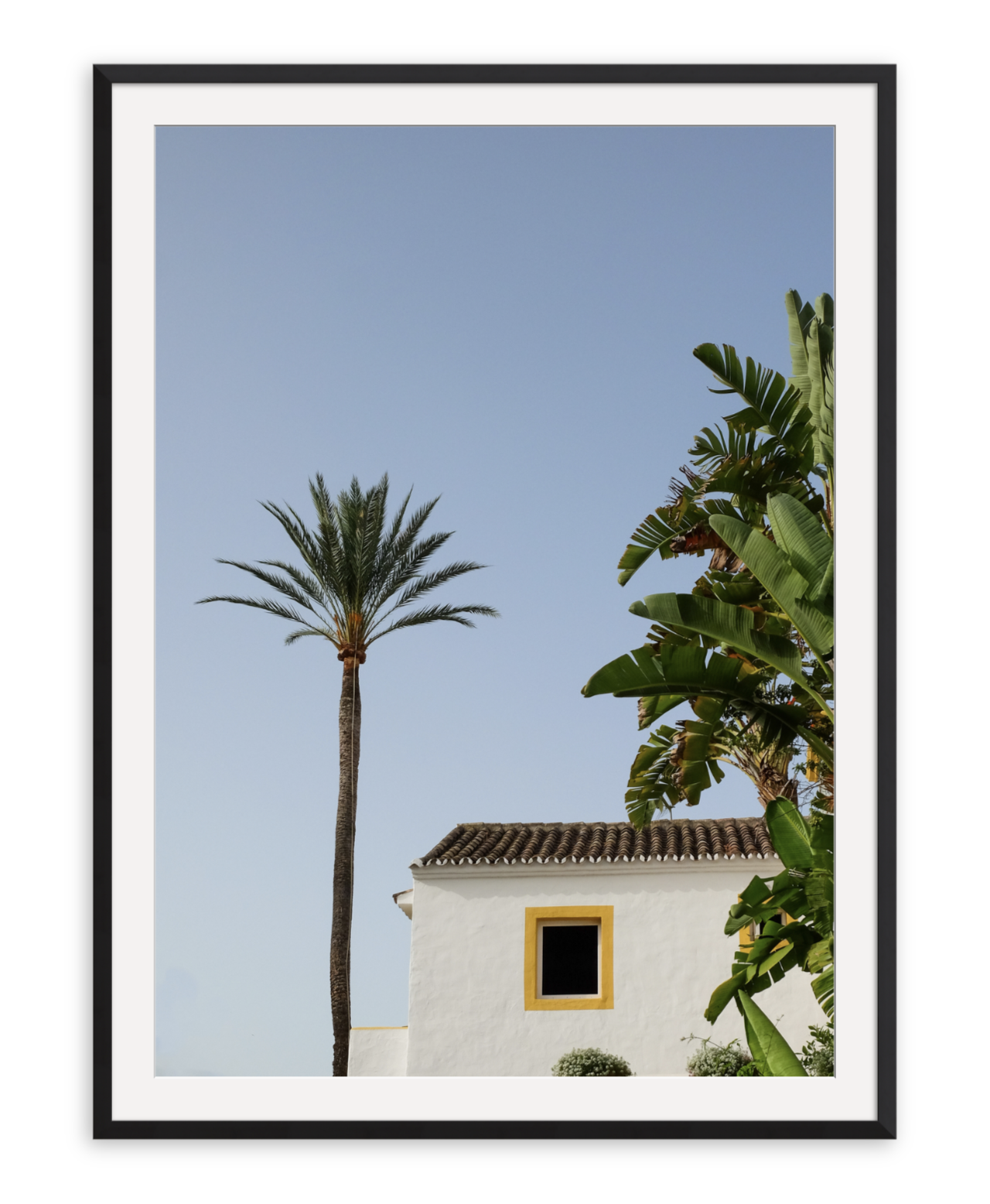 Mallorcan Palm