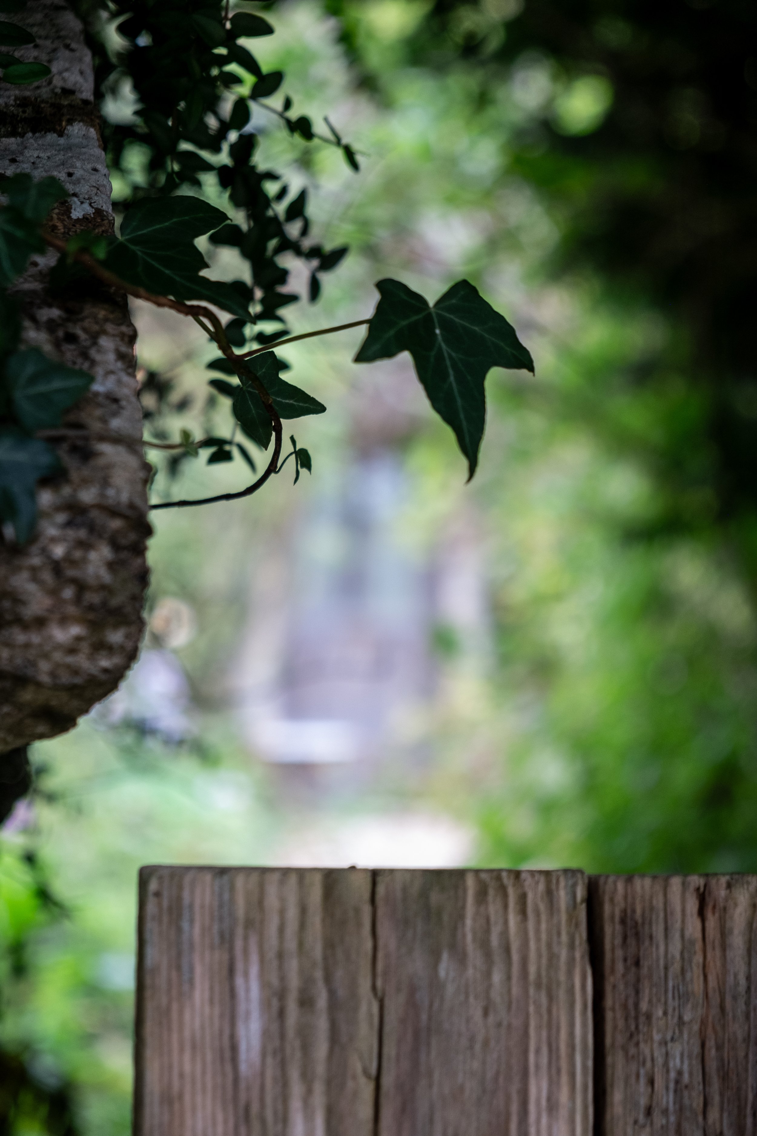 DSCF9517.jpg