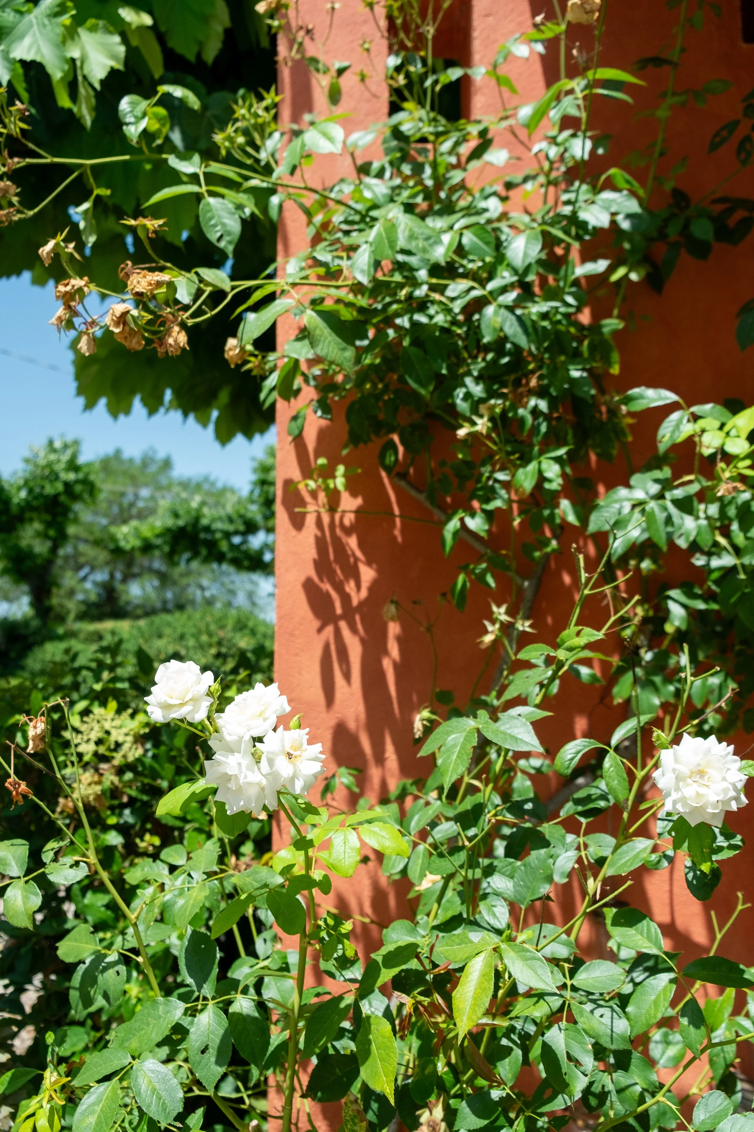 DSCF6783.jpg
