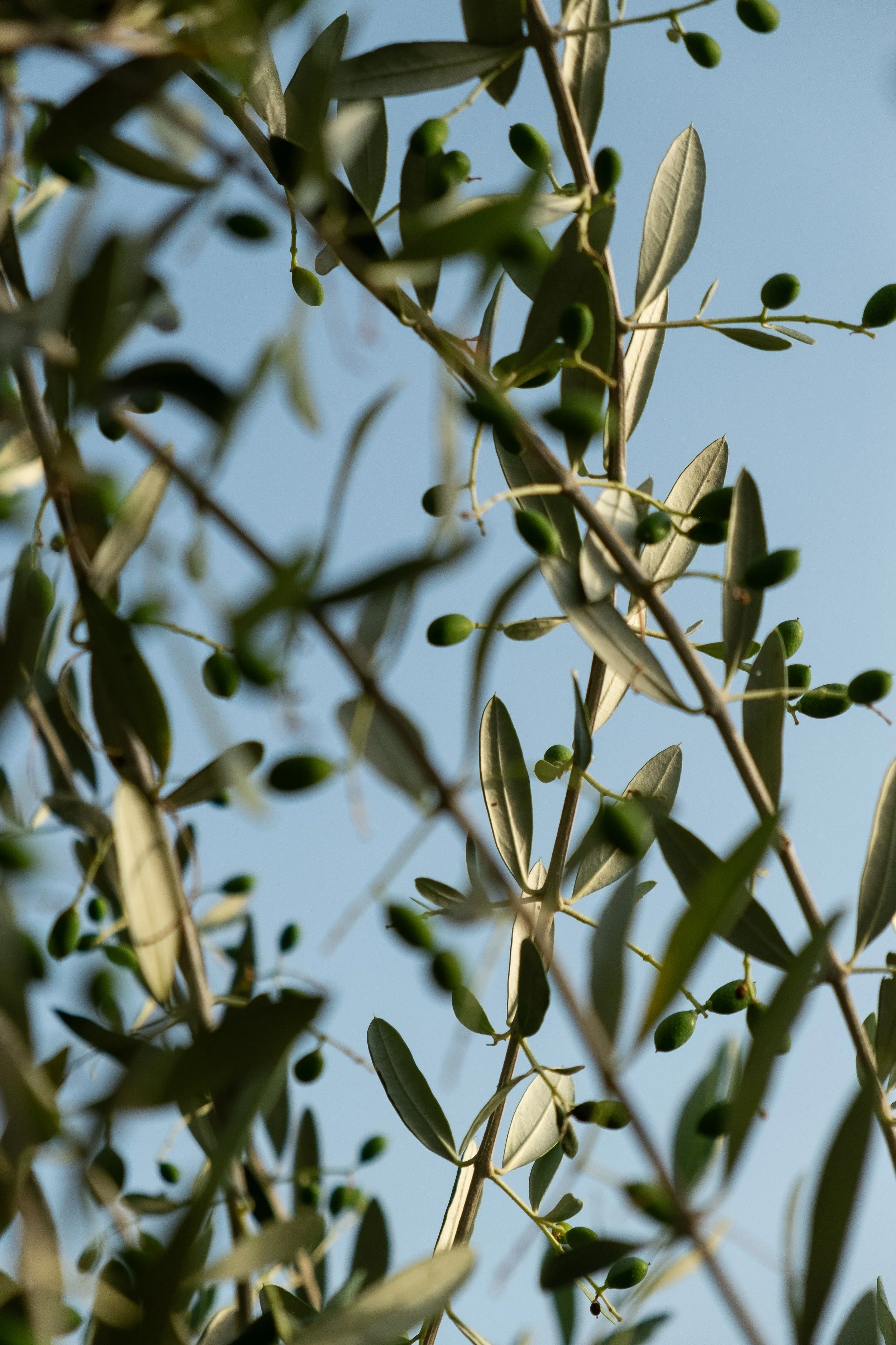 DSCF7056.jpg
