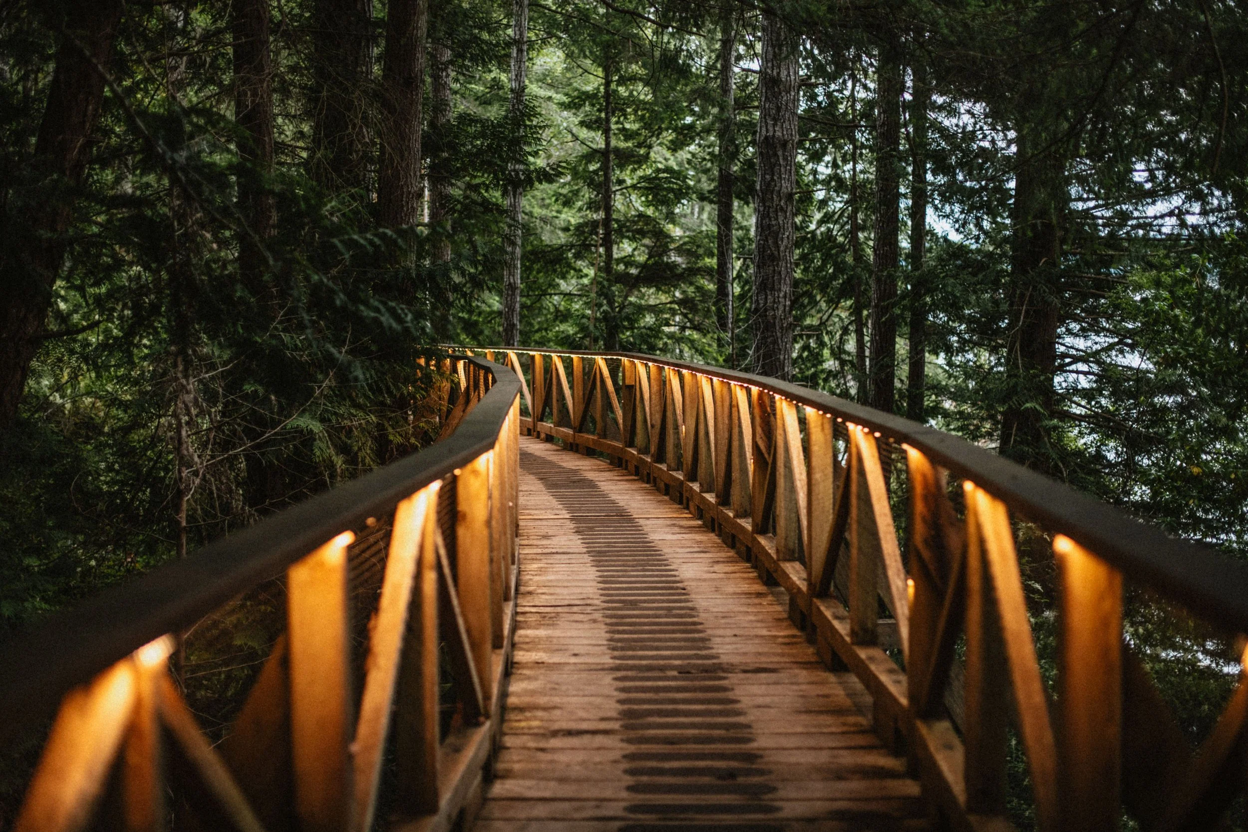 Top-tree broadwalk - Photographer Chelsea Roisum Staver .jpg
