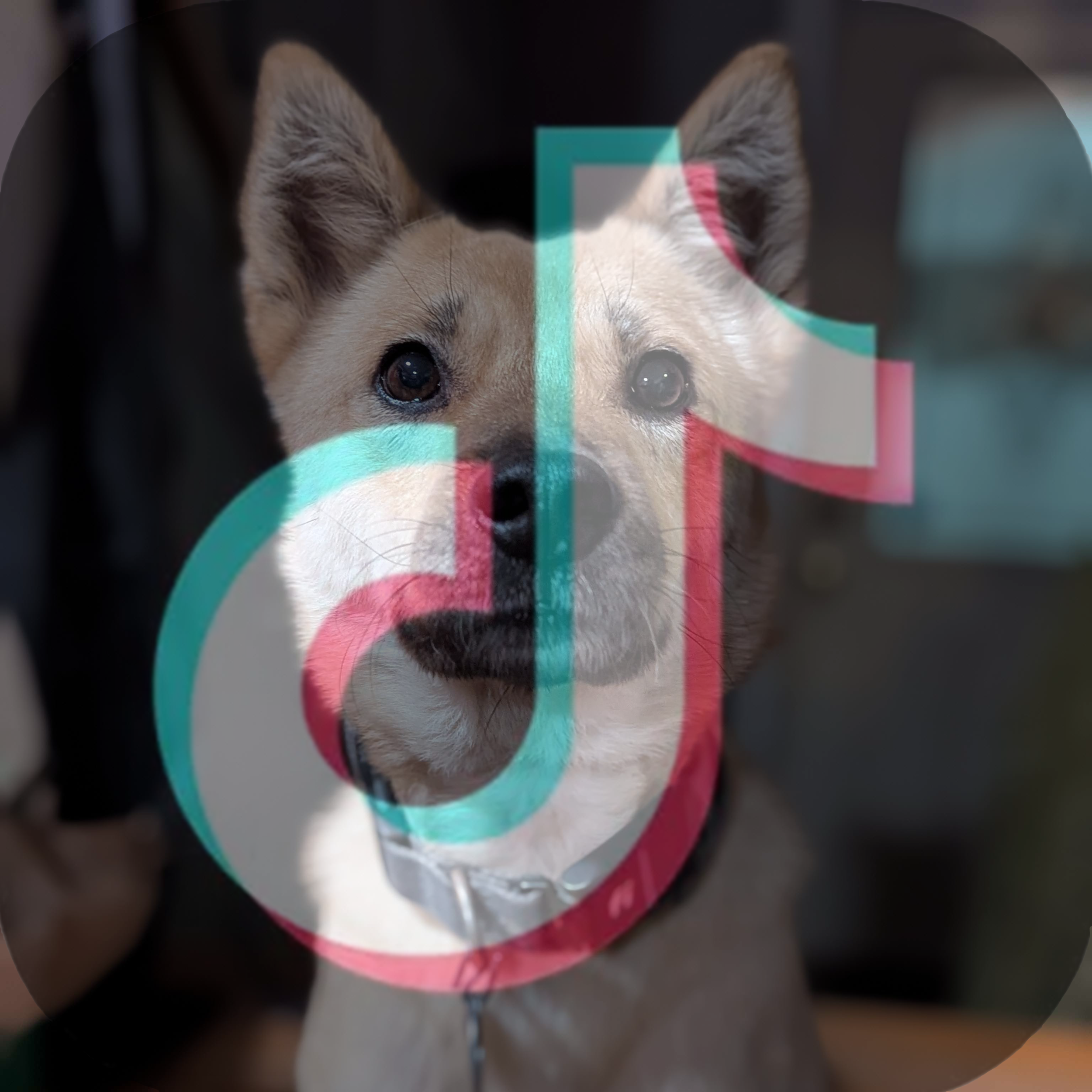 Close-up of a dog with light brown and white fur, wearing a red collar, looking directly at the camera.