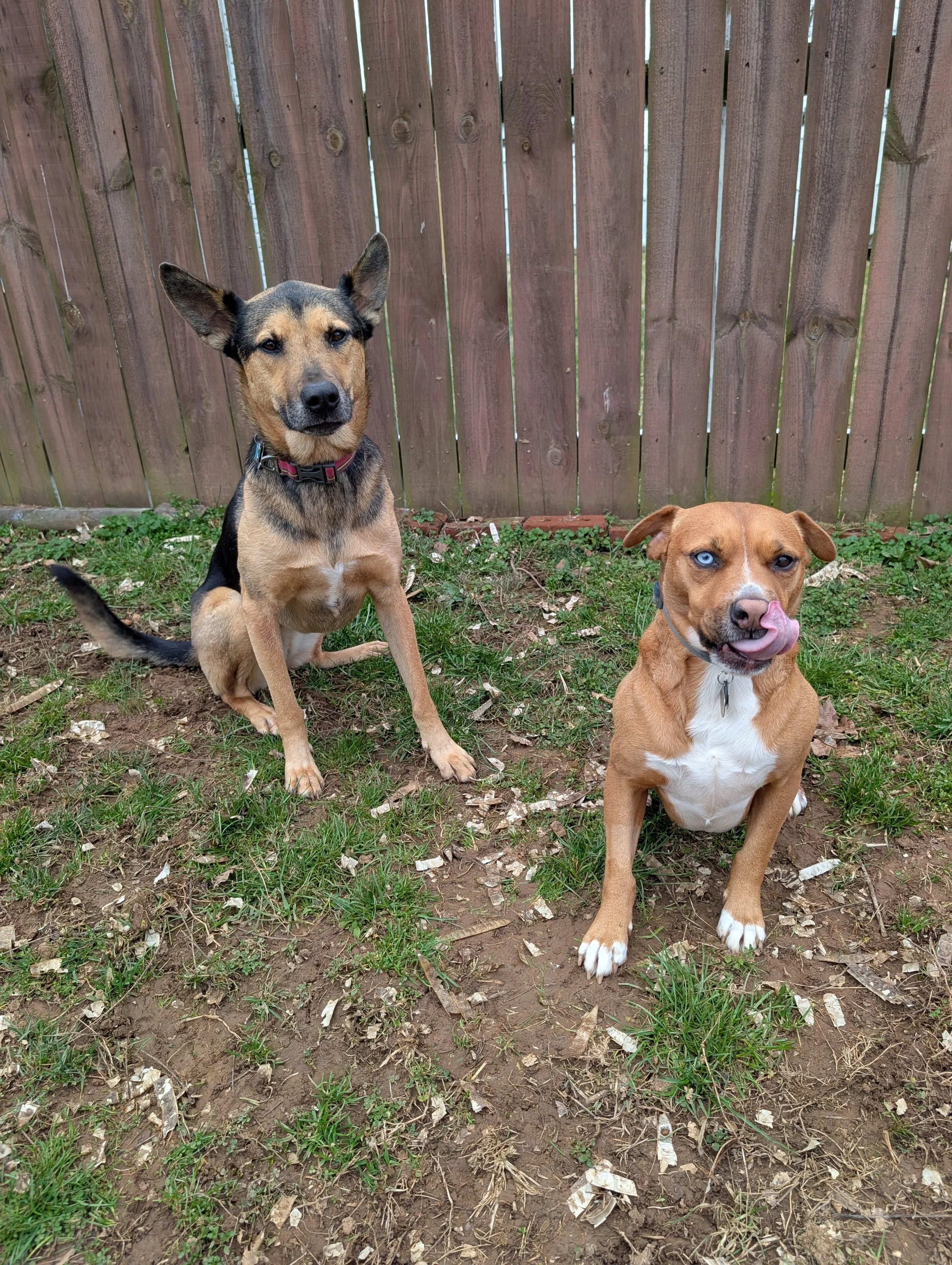 Two dogs sitting on dirt and grass in front of a wooden fence. One dog has black and tan fur, with its tongue slightly sticking out. The other dog has light brown fur, blue eyes, and is licking its nose.