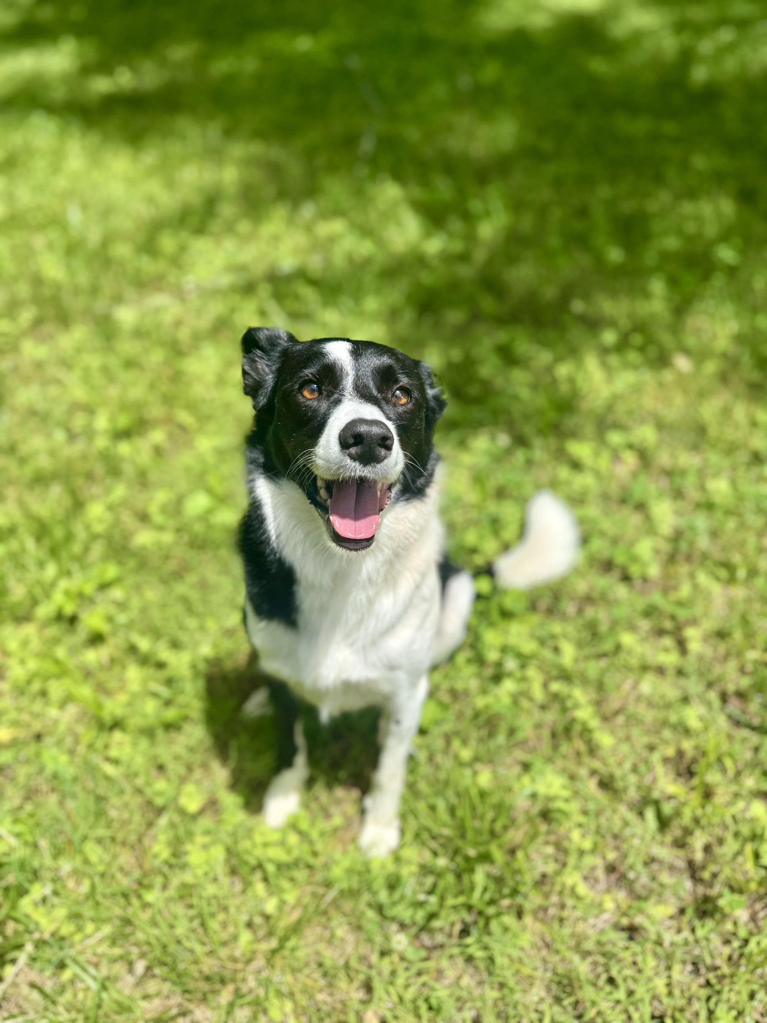 Happy border collie sitting on green grass with sunlight filtering through trees.
