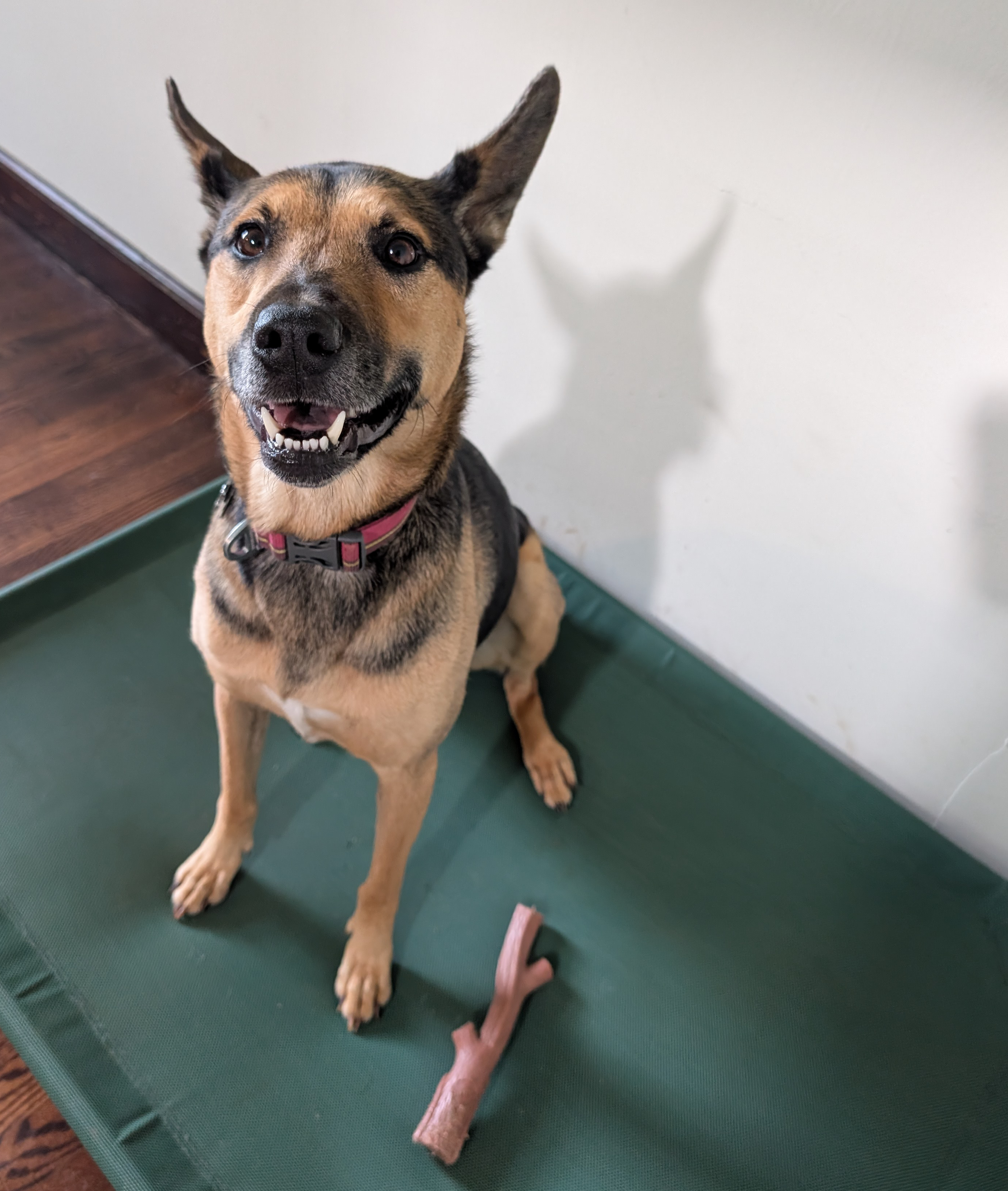 A happy dog with a pink collar sitting on a green mat, looking up at the camera, with a chew toy on the mat nearby.