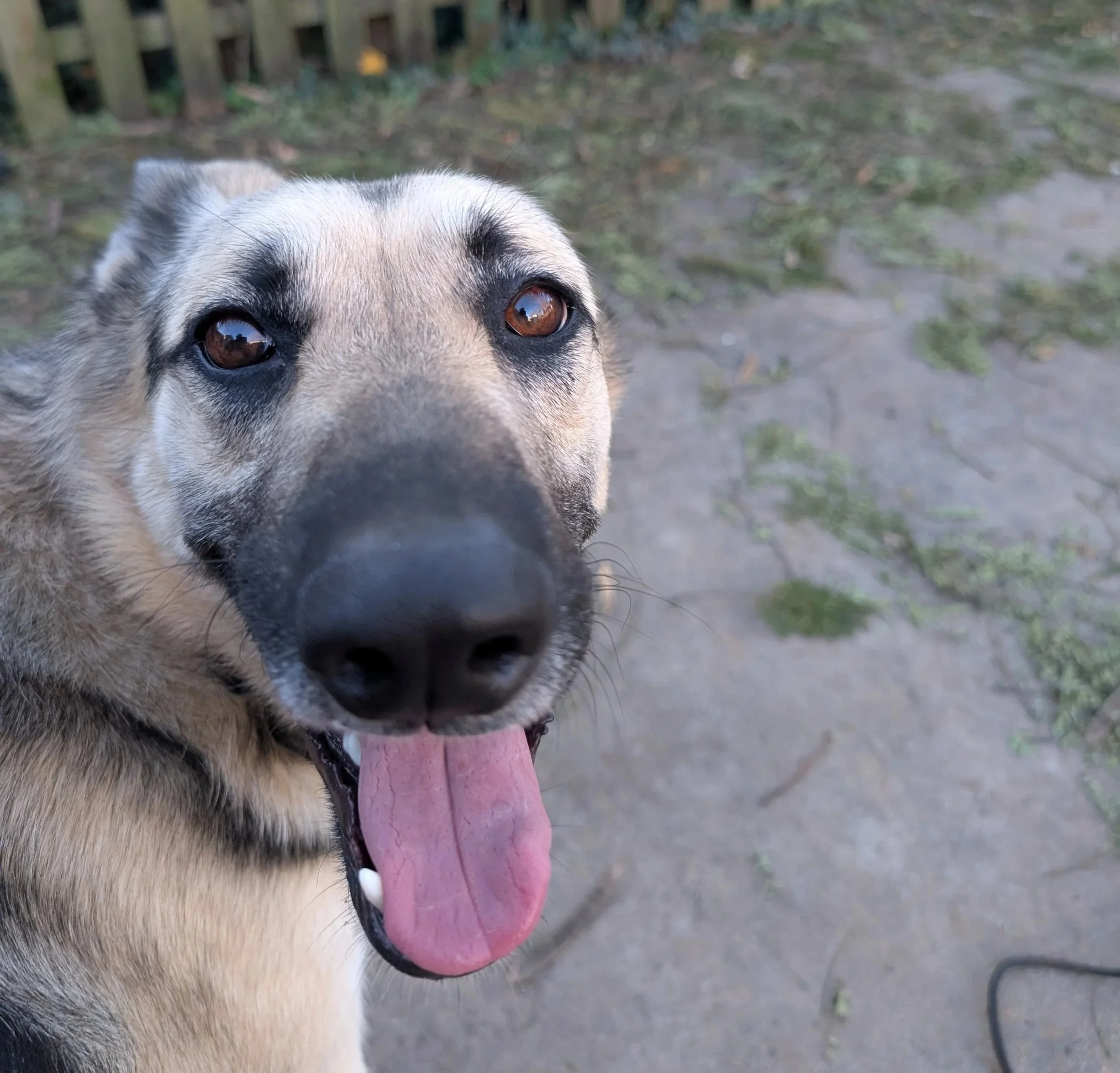 Close-up of a happy German Shepherd dog with its tongue out, outdoors on a stone and grass surface.