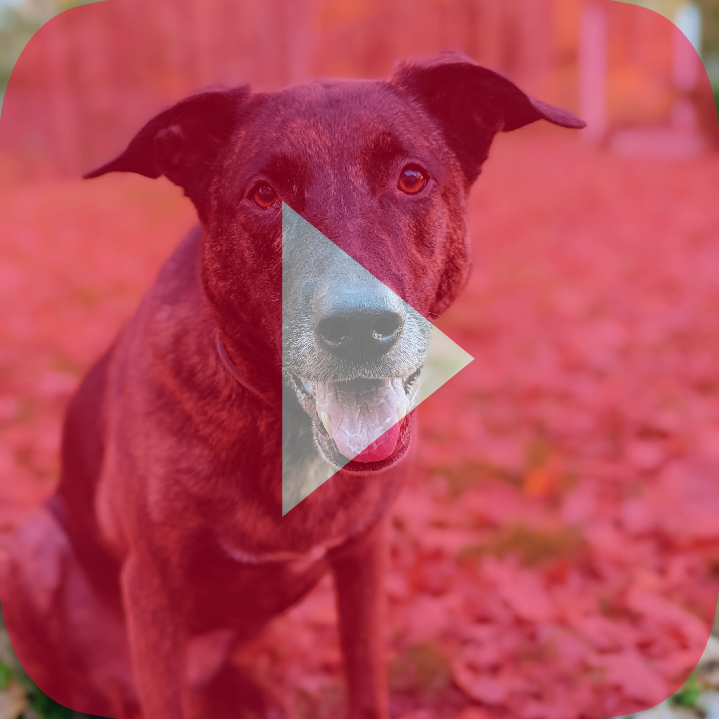 A friendly dog with a brown and black coat, sitting outdoors on a ground covered with pink and red leaves, with a soft-focused background of trees and a fence.
