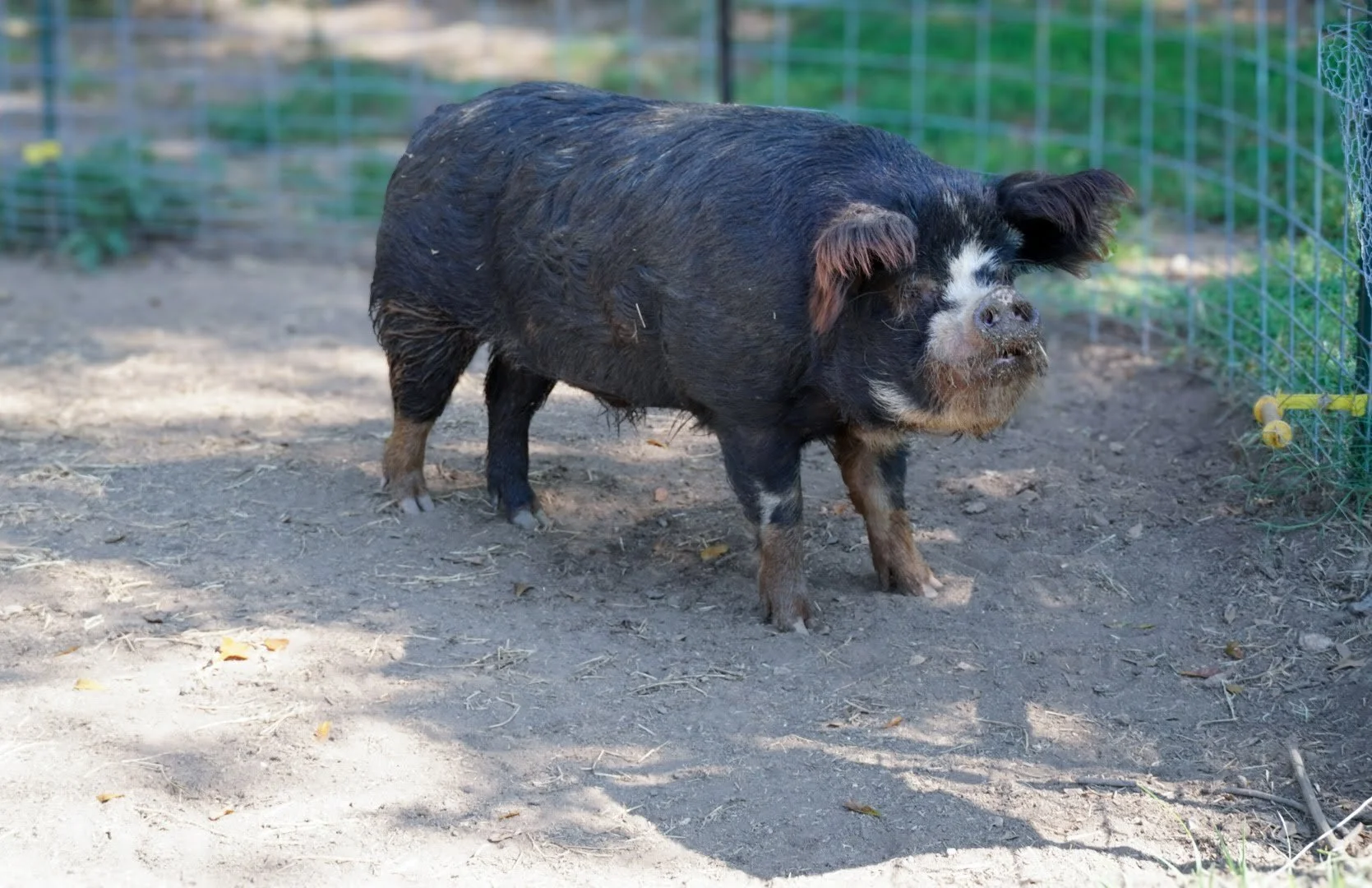 A young pig with black and brown fur standing on dirt ground inside a pen with green wire fencing.